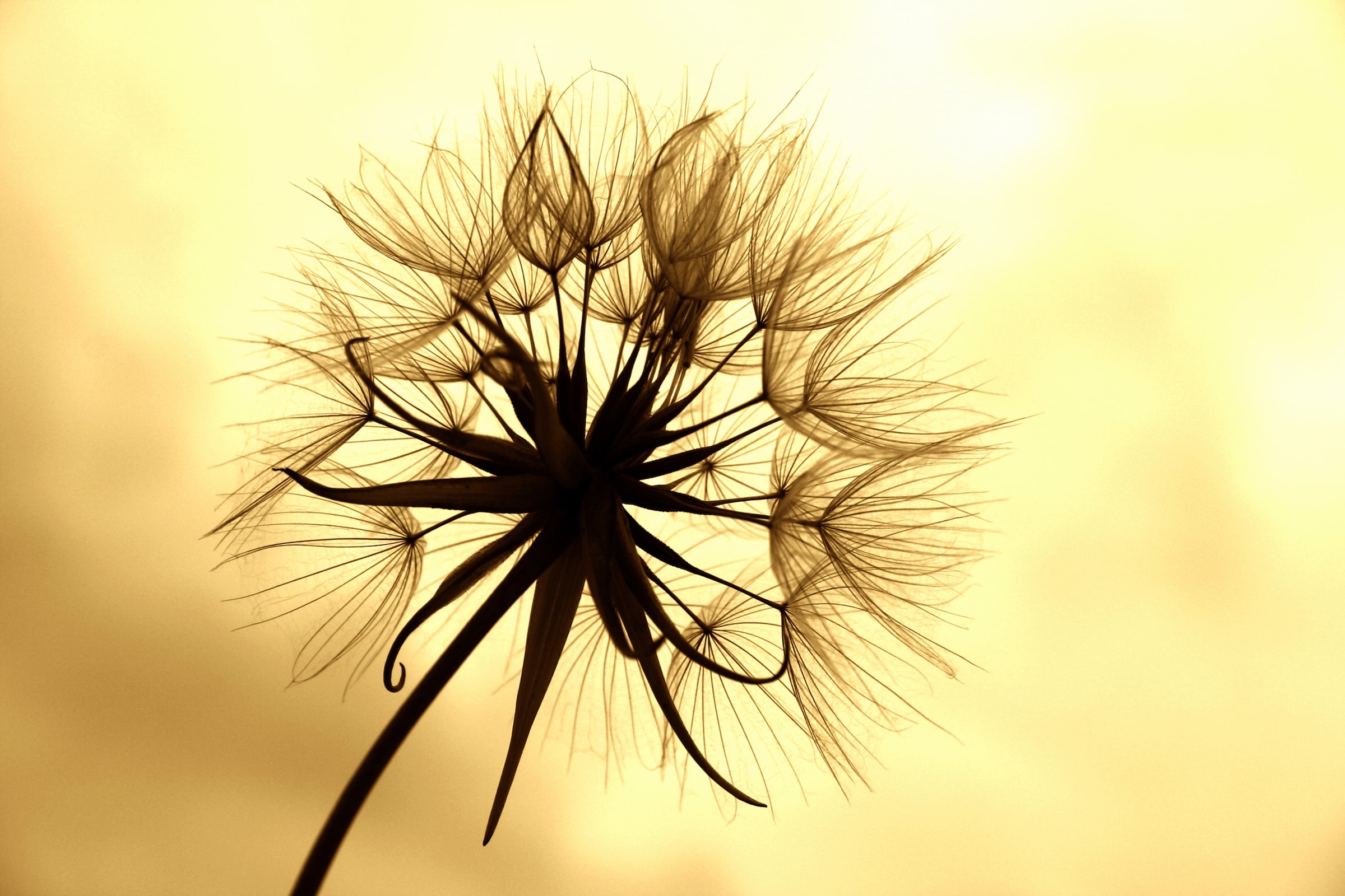 Papermoon Fototapete "PUSTEBLUME-LÖWENZAHN BLUME ABSTRAKT DESIGN MUSTER BLÜTE"