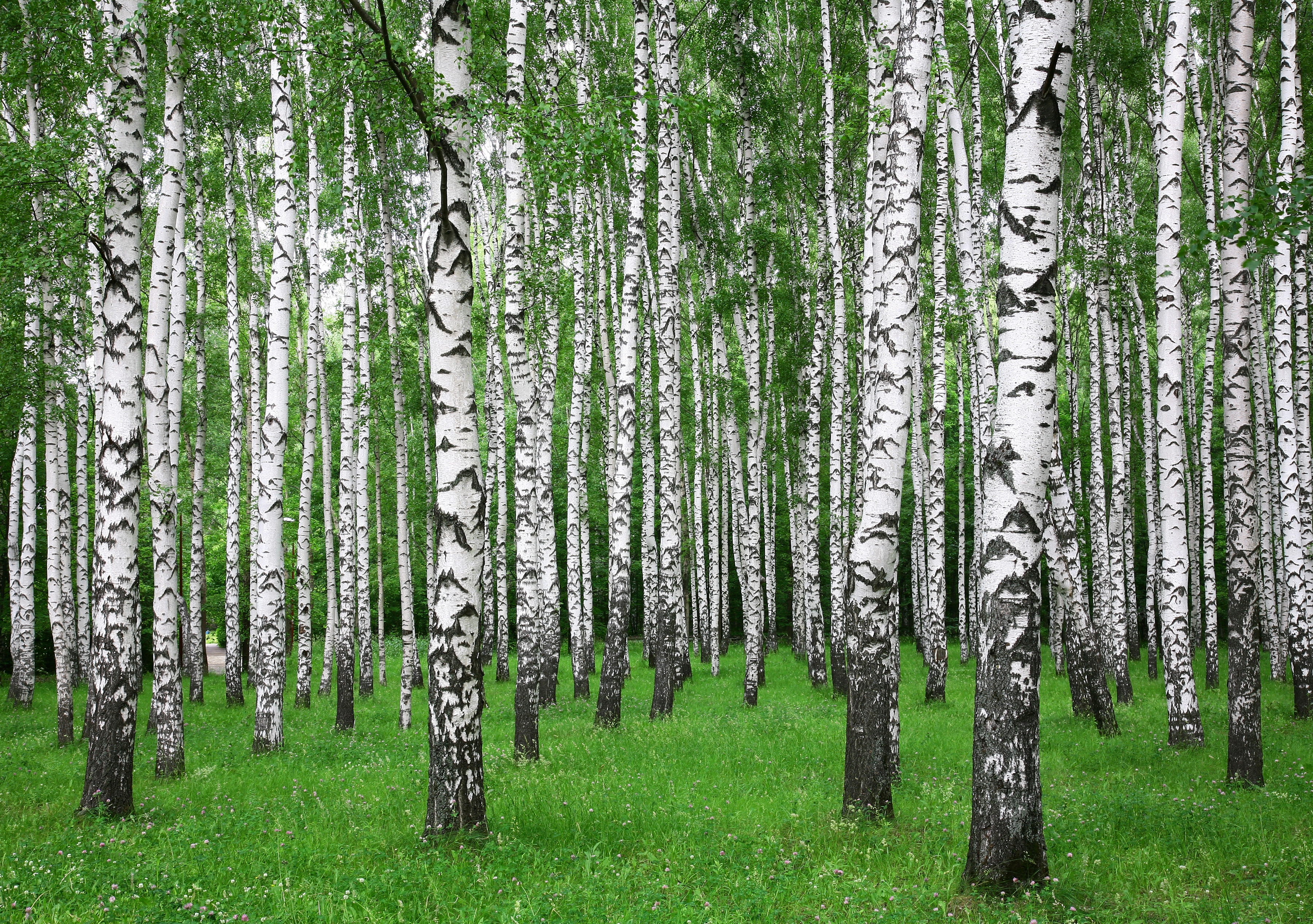 Papermoon Fototapete "Summer Birch Forest" glatt
