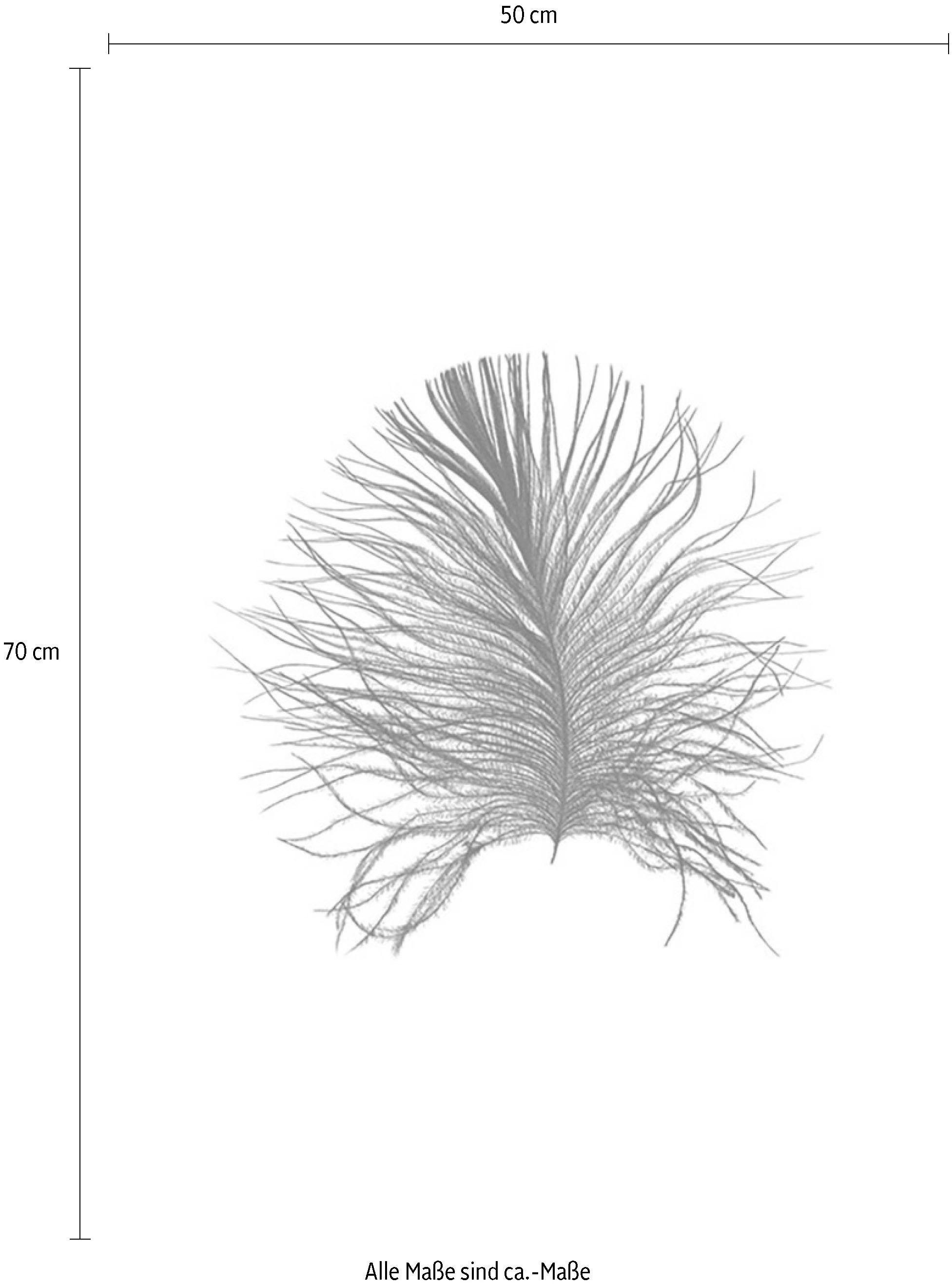 Komar Bild »Feather White«, Federn, (1 St.), Wandbild zur Dekoration - ohne Rahmen