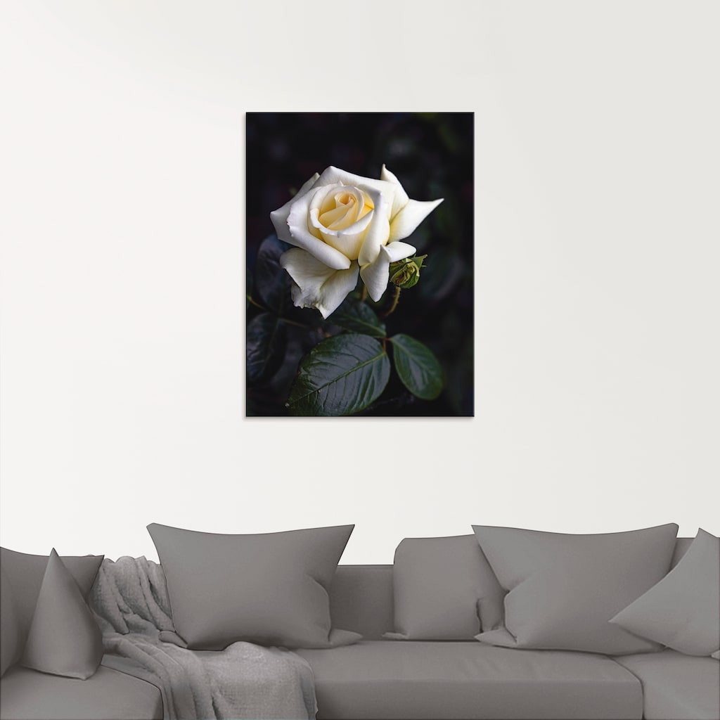 Artland Glasbild »Weiß-gelbe Rose«, Blumen, (1 St.)