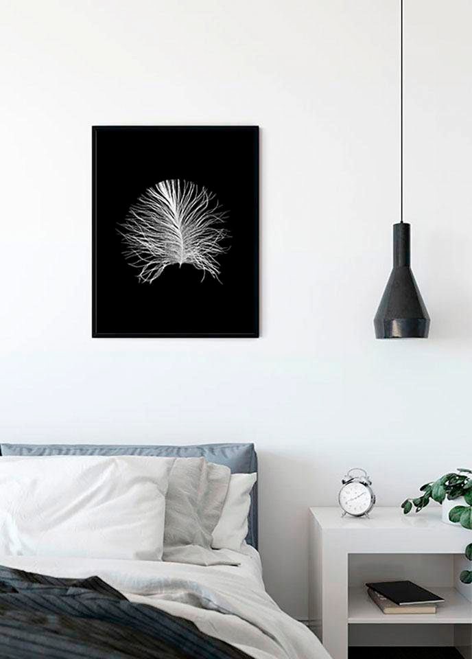Komar Bild »Feather Black«, Federn, (1 St.), Wandbild zur Dekoration - ohne Rahmen