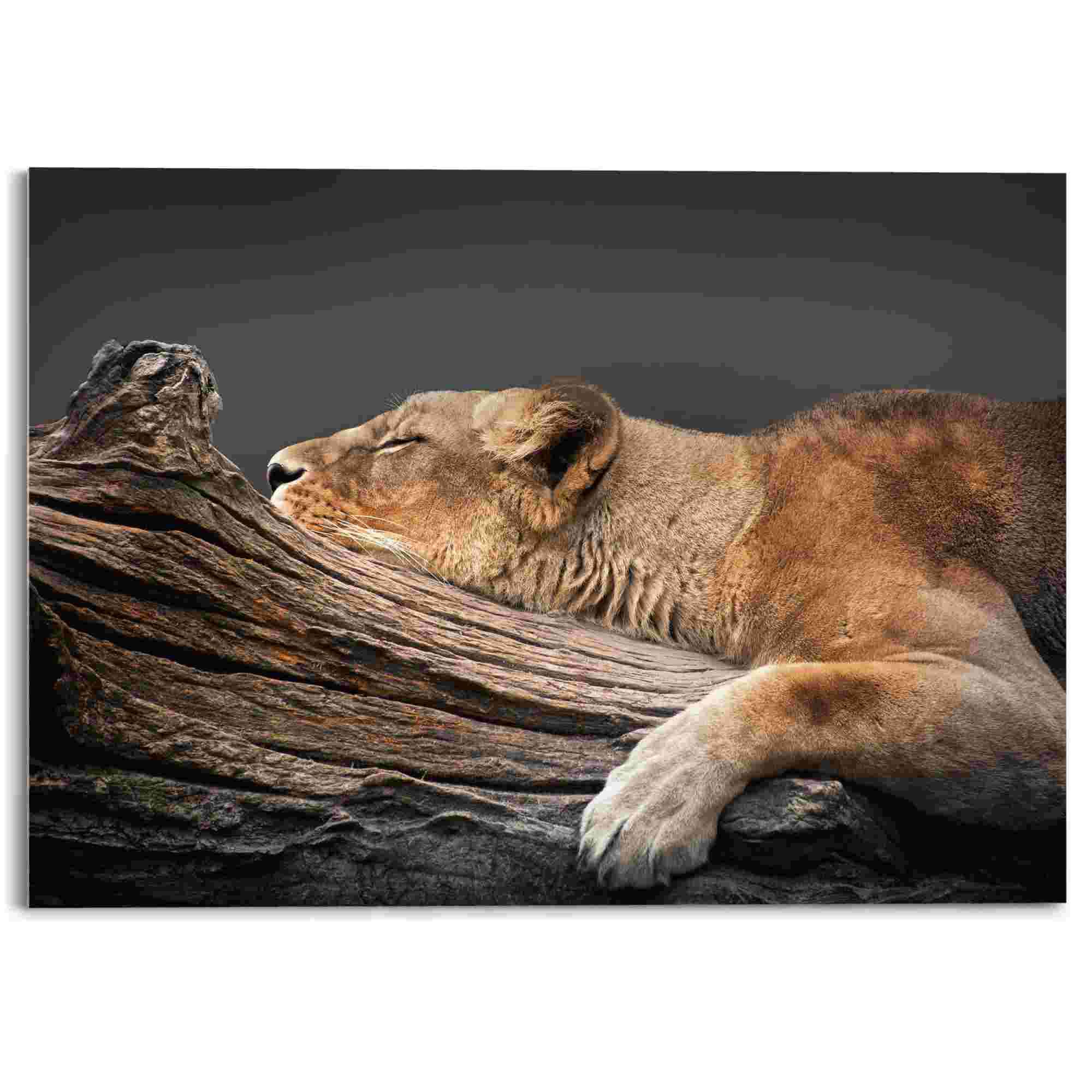 Reinders! Acrylglasbild »Ruhende Löwin« kaufen | BAUR