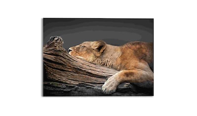 Acrylglasbild »Ruhende Löwin«