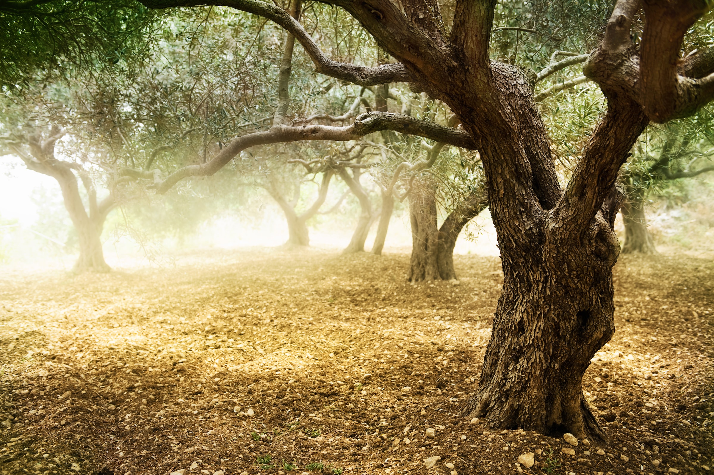 Fototapete »Old Olive Trees«