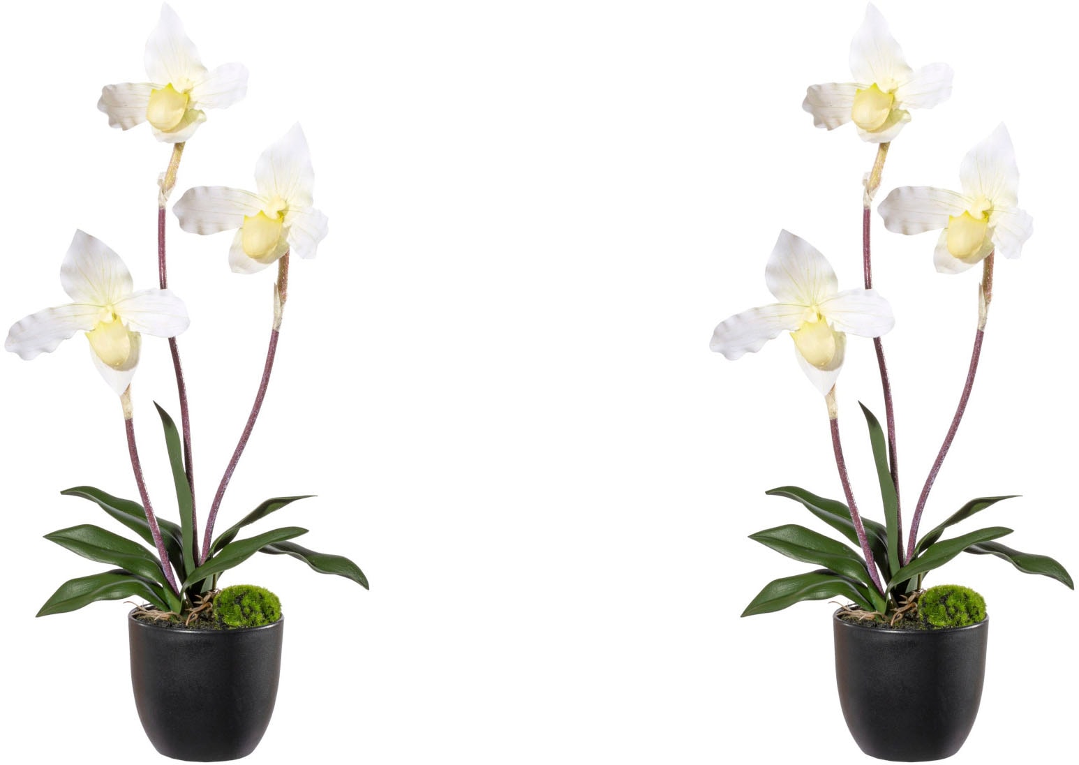 Creativ green Kunstorchidee »Orchidee Frauenschuh«, mit Real-Touch-Blüten