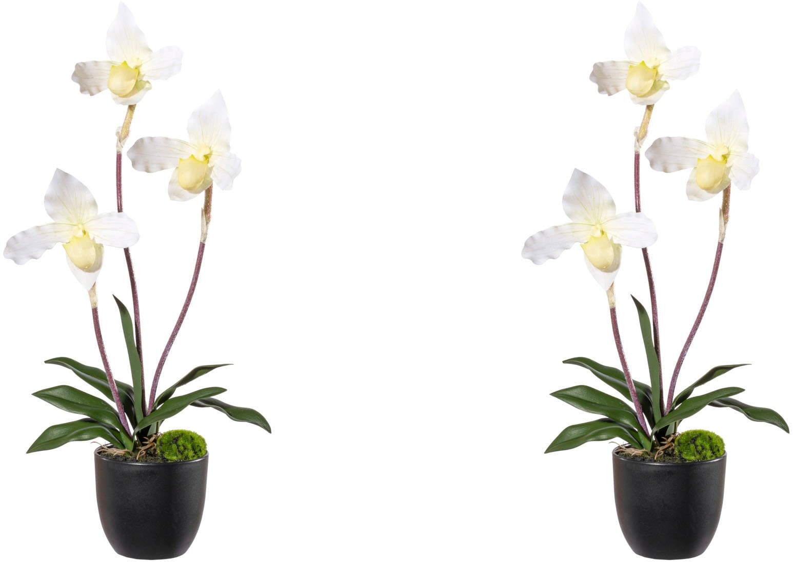 Kunstorchidee »Orchidee Frauenschuh«, mit Real-Touch-Blüten