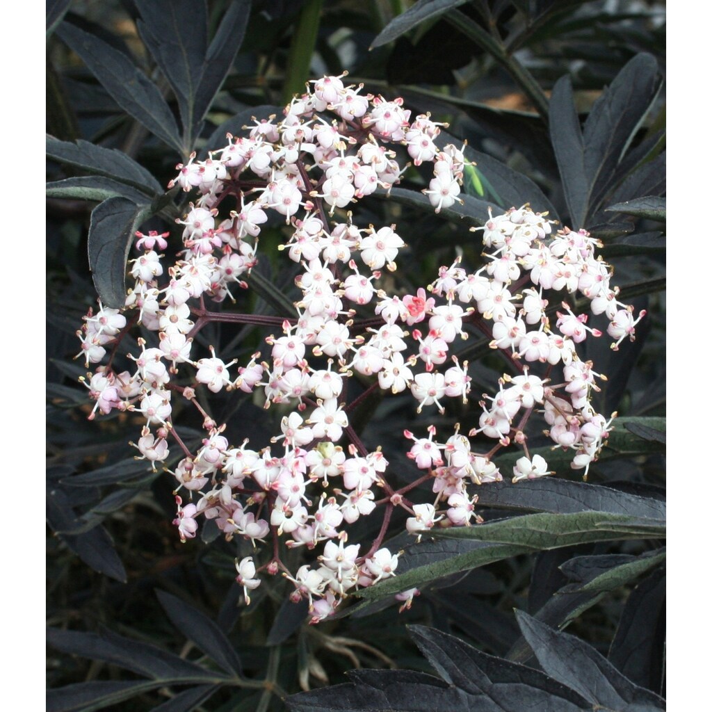 BCM Gehölze »Duft-Holunder 'Black Beauty'®«, (1 St.), Höhe: 60 cm, 1 Pflanze