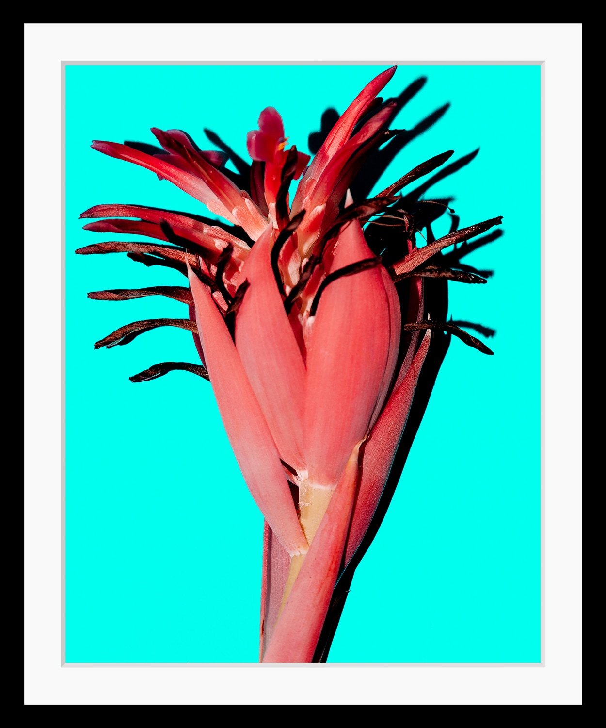 queence Bild "Anni" Blumen Kunst Pflanzen Pflanzenbilder HD Premium Poster-Druck inkl. Holzrahmen