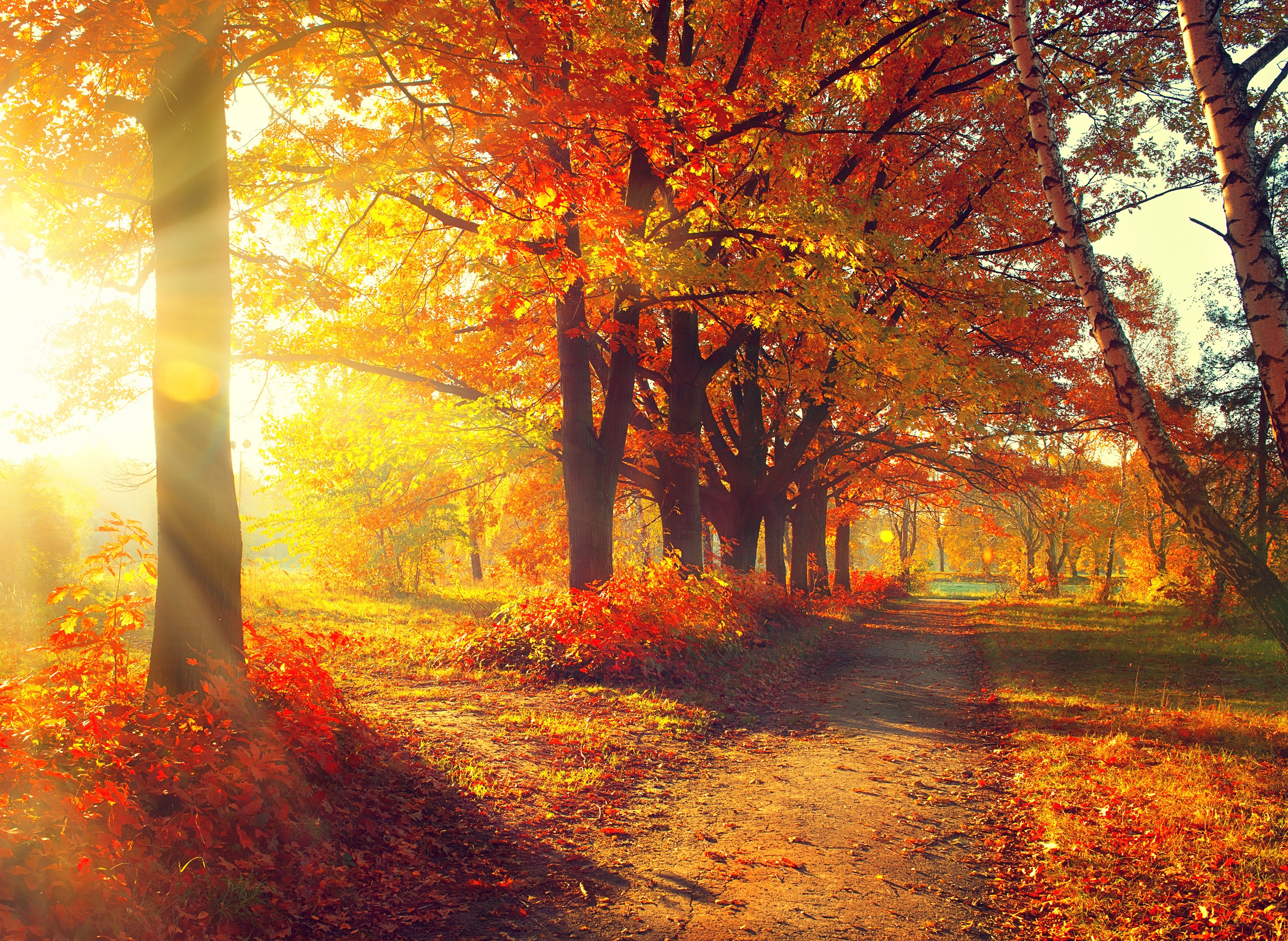 Papermoon Fototapete "Autumn Forest" glatt
