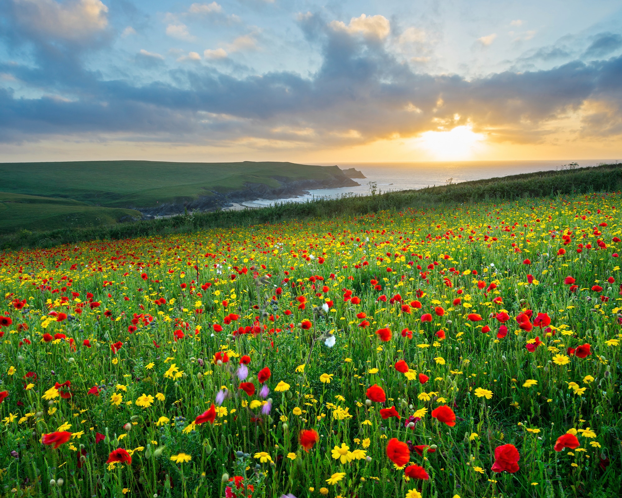 Papermoon Fototapete "BLUMEN-WIESE-MOHN FELD CORNWALL MEER KÜSTE SONNE WOLKEN"