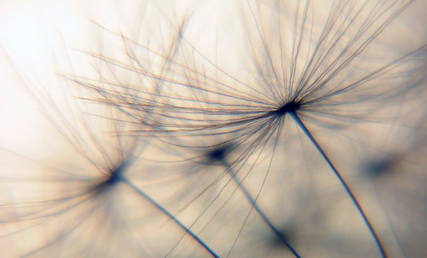 queence Wandsticker "Dandelion" Selbstklebend, kinderleichte Anbringung, Pu günstig online kaufen