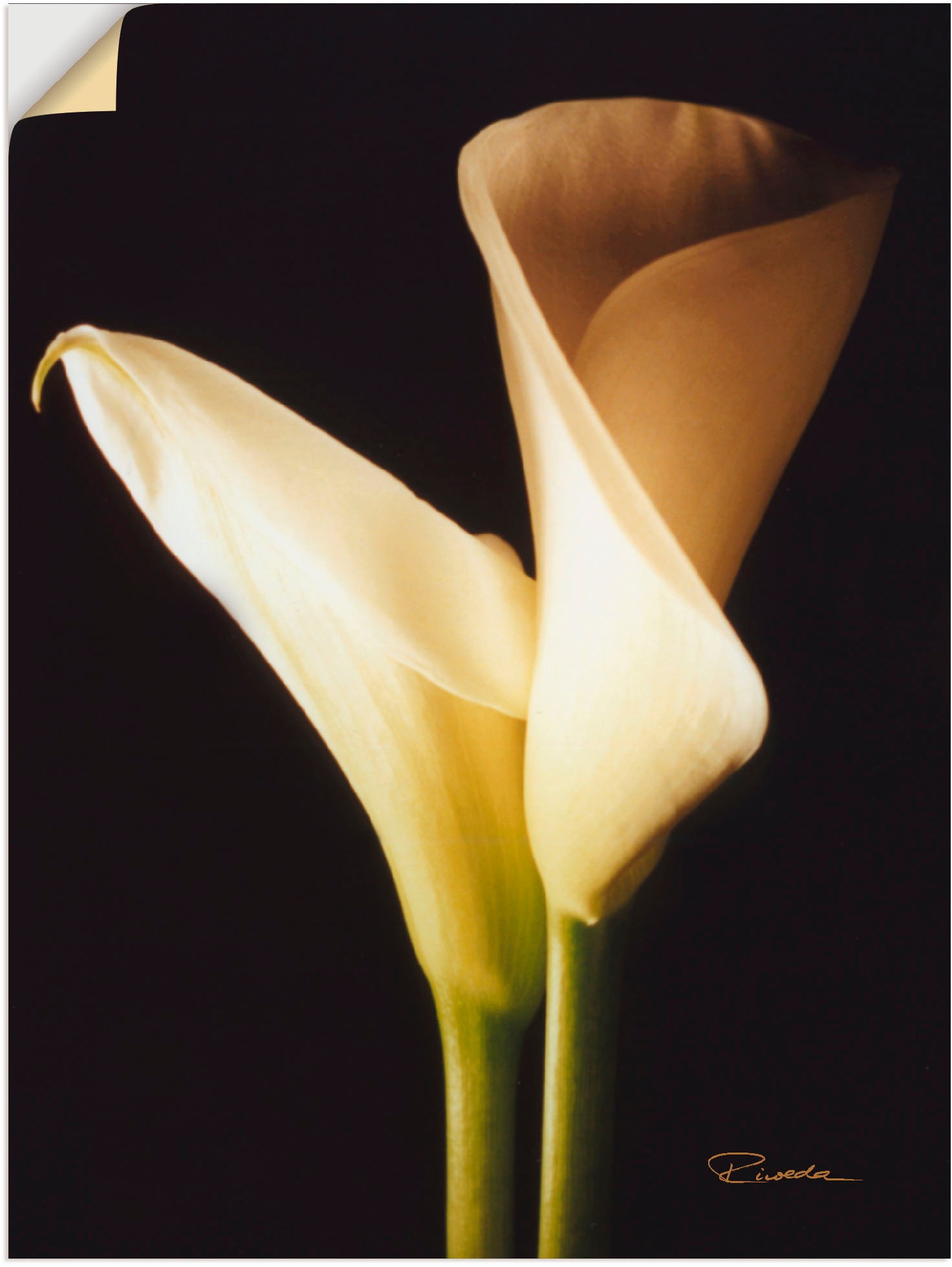 Artland Wandfolie "Wunderschöne Zantedeschien I", Blumen, (1 St.), selbstklebend