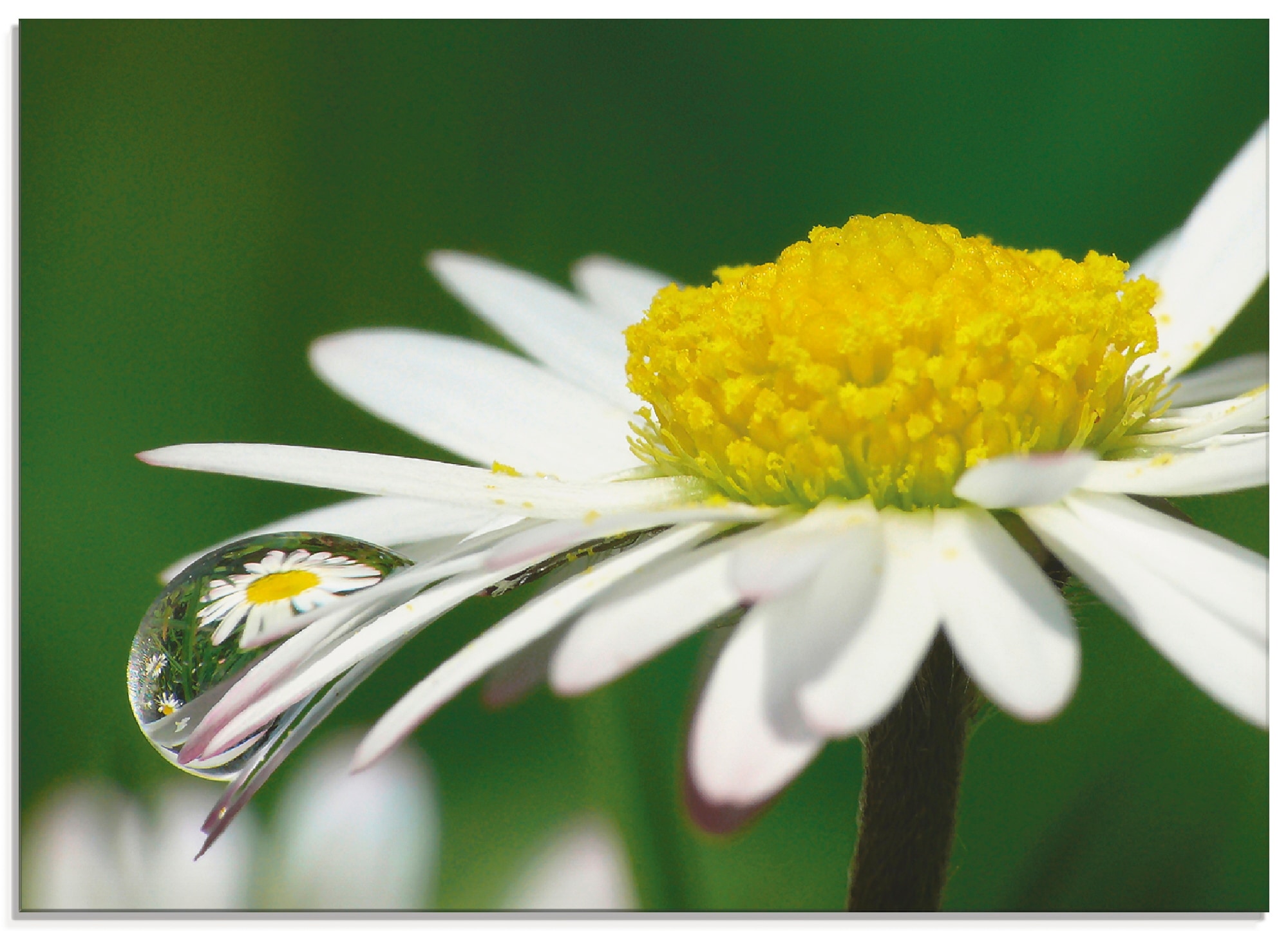 Artland Glasbild »Gänseblümchen mit Wassertropfen«, in (1 kaufen Größen BAUR | Blumen, St.), verschiedenen