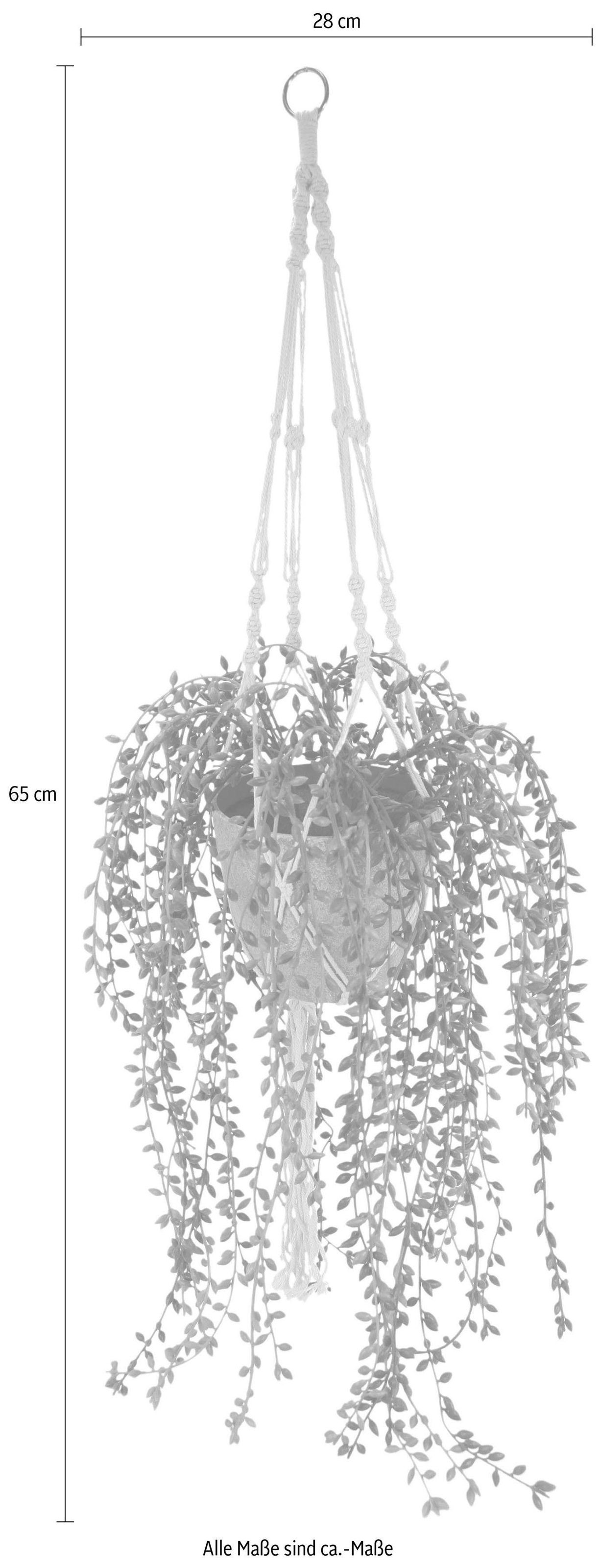 I.GE.A. Kunstranke "Senecio", in Hängeampel günstig online kaufen