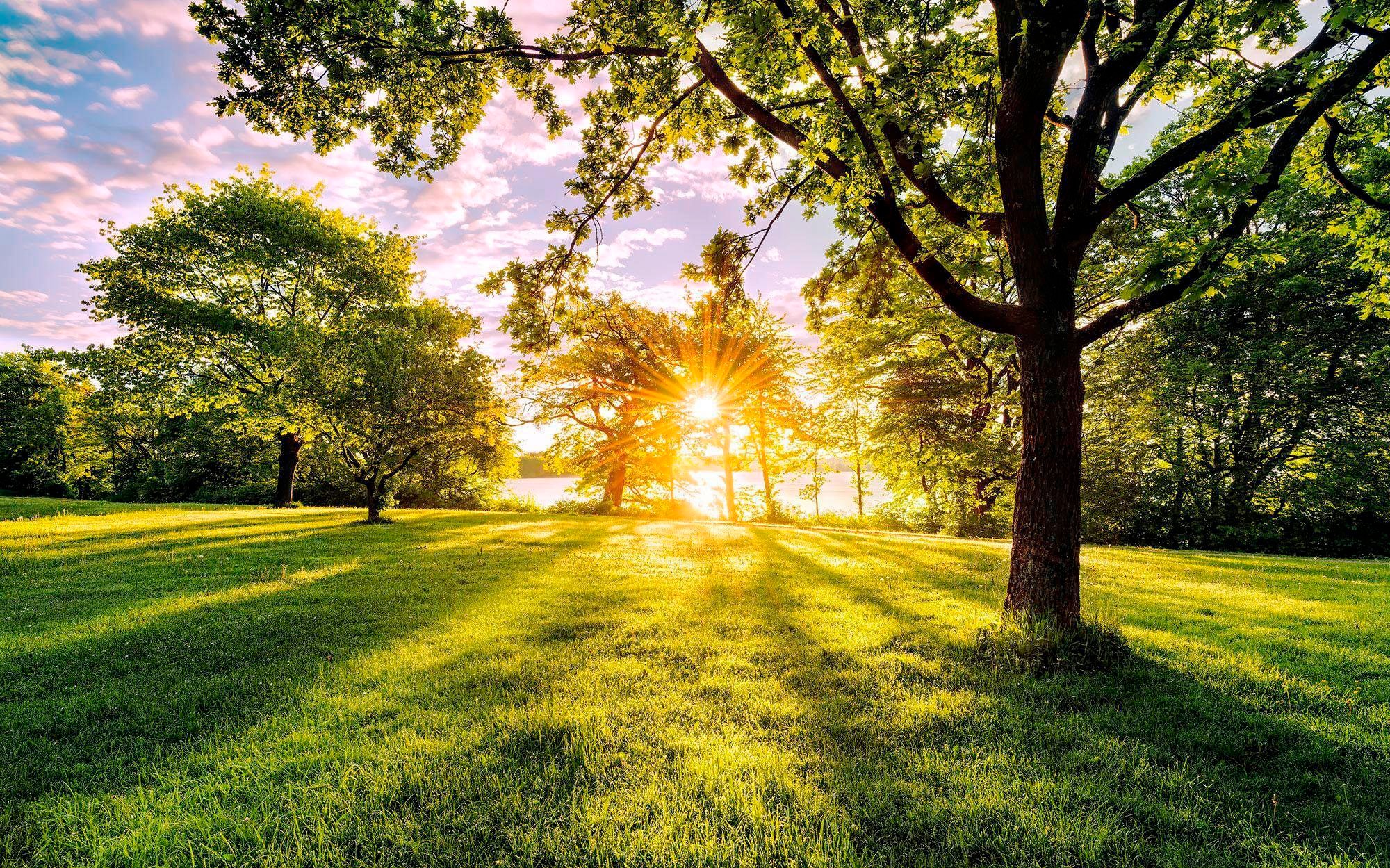 Komar Vliestapete »Golden Moment« 400x250 cm...