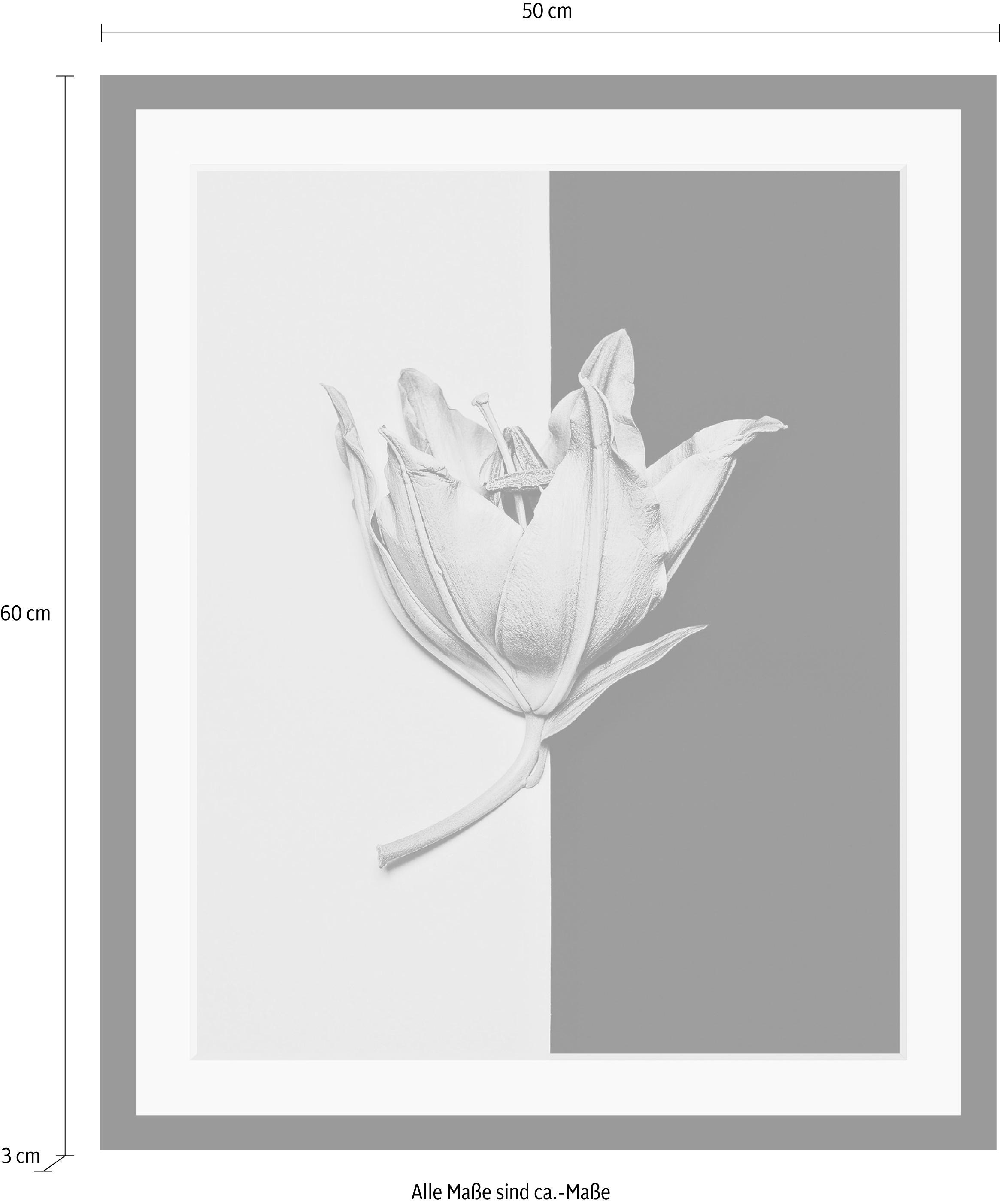 queence Bild »Blüte«, Blumen-Blumenbilder-Pflanzen-Kunst, HD Premium Poster-Druck inkl. Holzrahmen