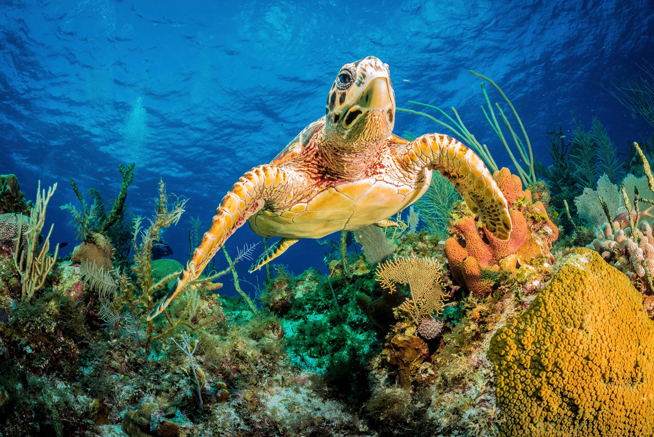 Papermoon Fototapete »JAN ABADSCHIEFF, HAWKSBILL TURTLE SCHWIMMEN DURCH KARIBISCHES RIFF«