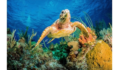 Fototapete »JAN ABADSCHIEFF, HAWKSBILL TURTLE SCHWIMMEN DURCH KARIBISCHES RIFF«