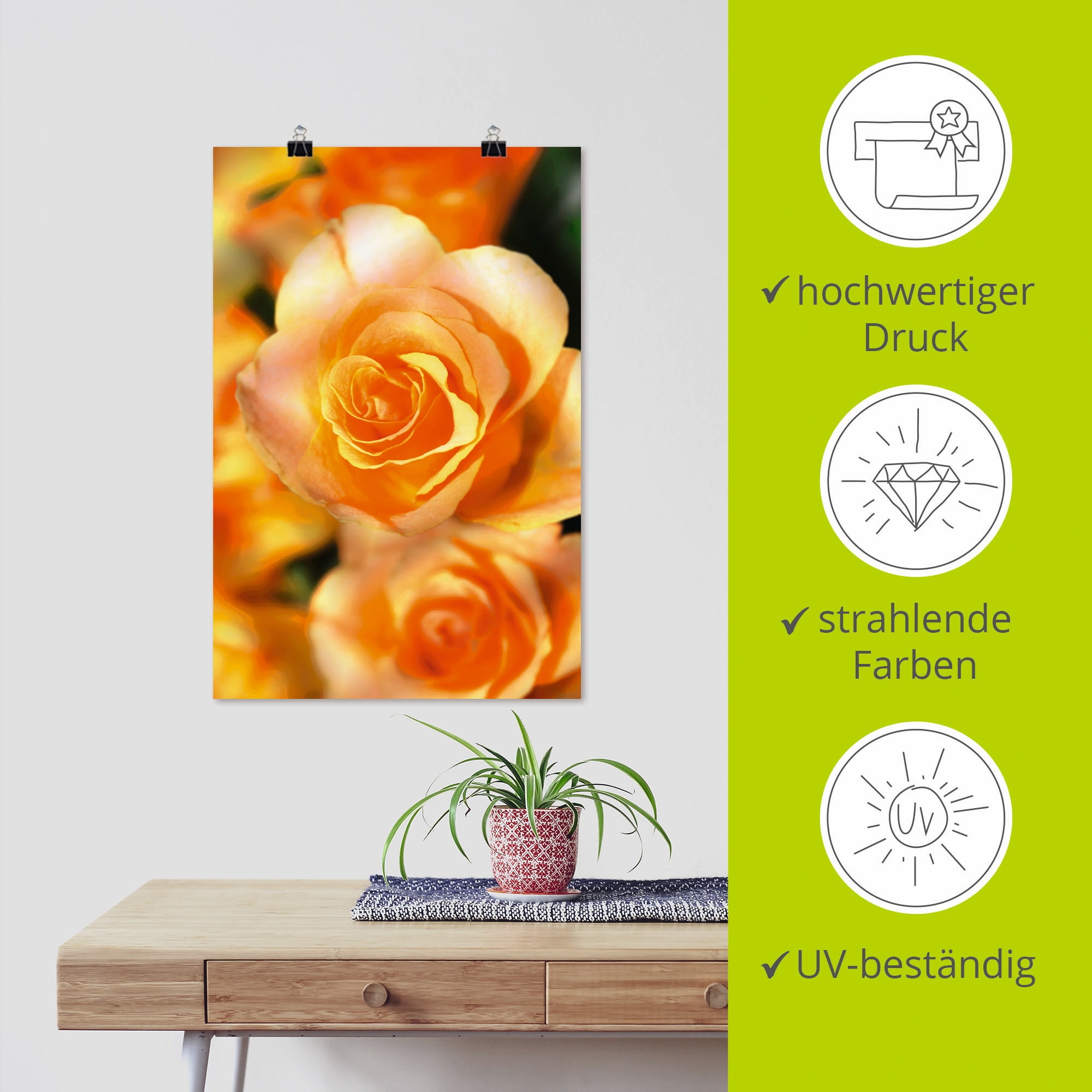 Artland Poster »Strahlende Sommerrosen«, Blumen, (1 St.), als Alubild, Leinwandbild, Wandaufkleber oder Poster in versch. Größen