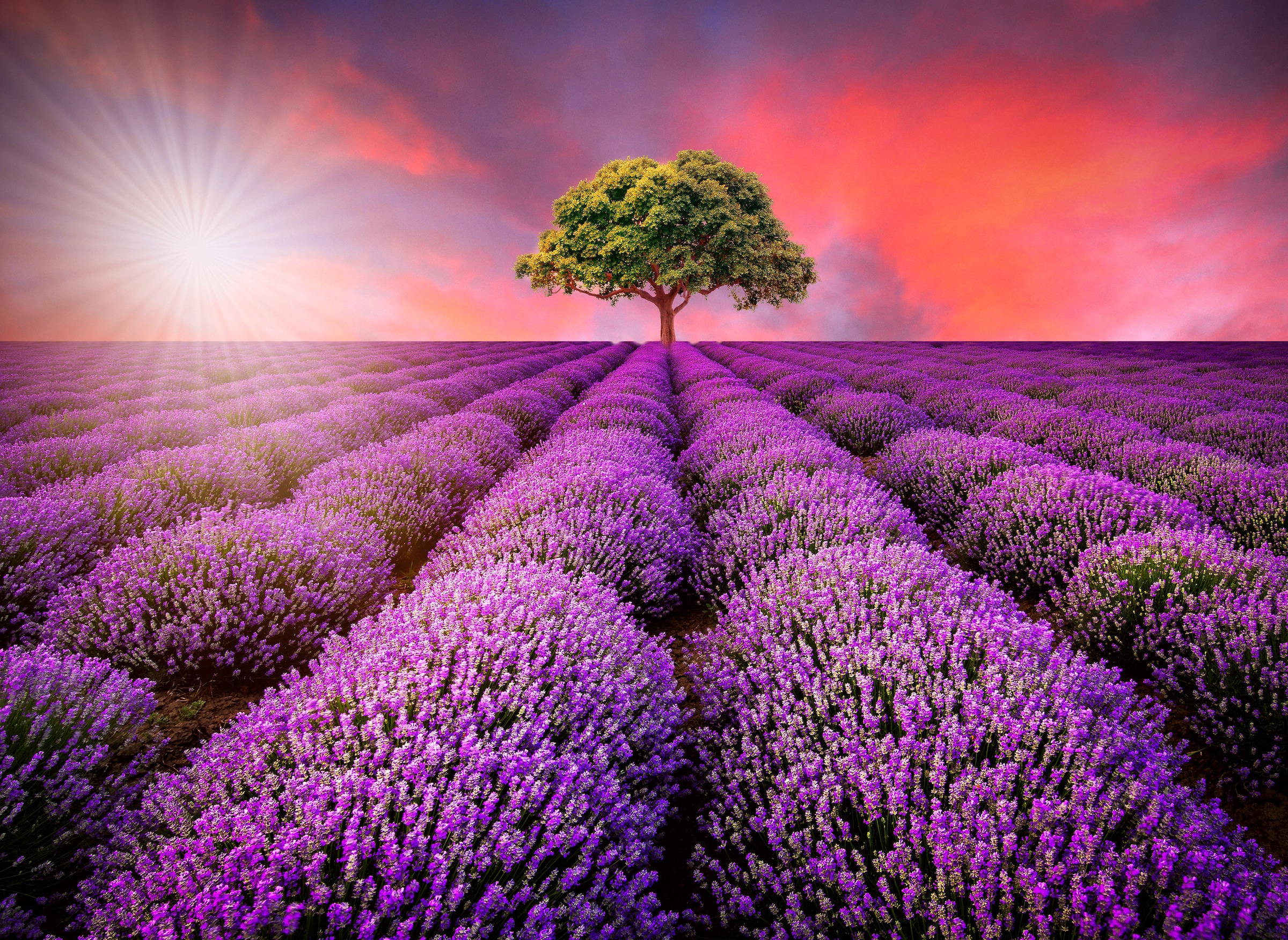 Papermoon Fototapete "Lavendel Field in Sunburst" glatt günstig online kaufen