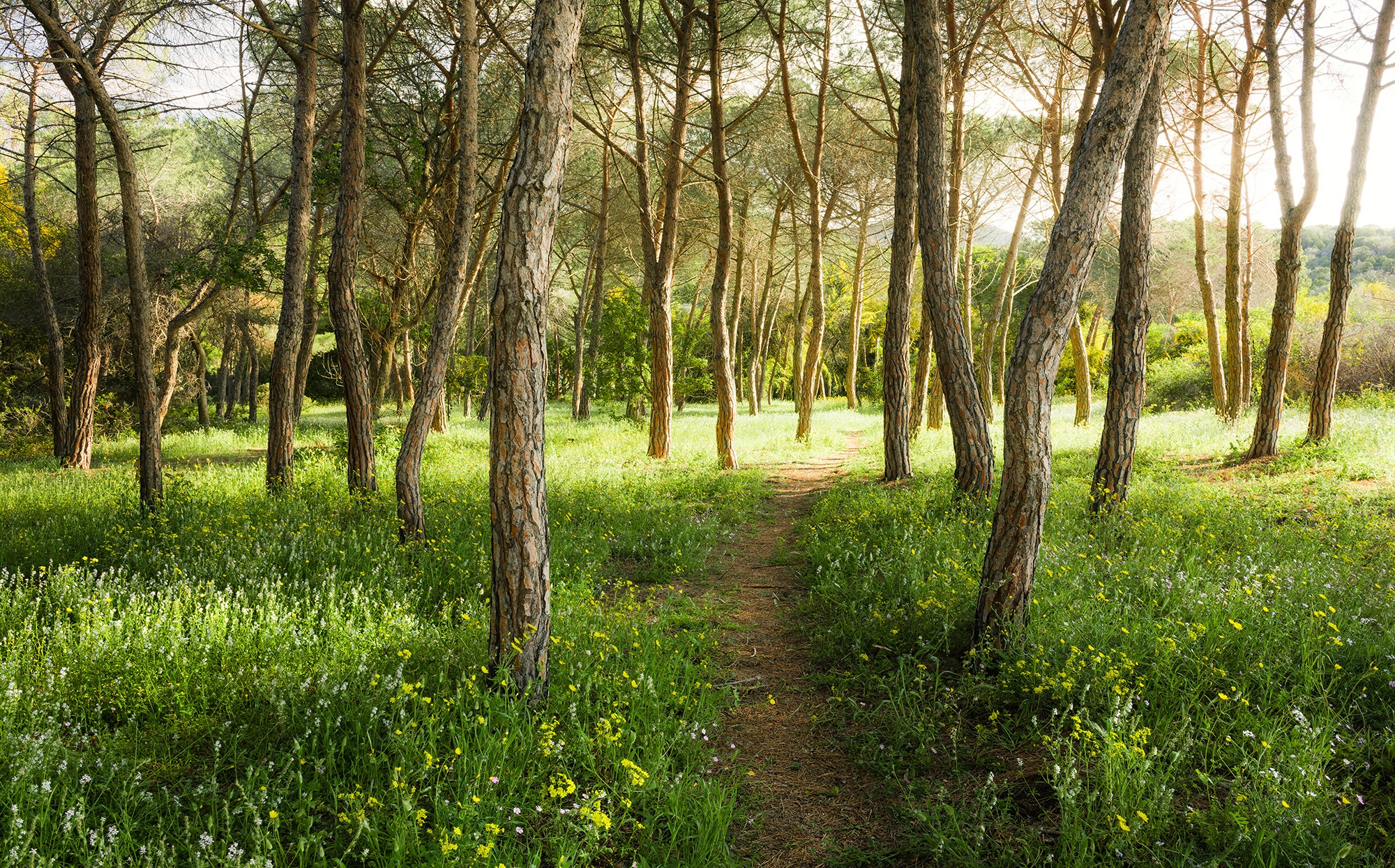 Komar Vliestapete »Blütenzauberwald« 450x280...