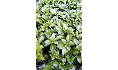 BCM Beetpflanze »Bodendecker Schattengrün«, (3 St.) kaufen