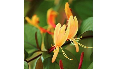 BCM Kletterpflanze »Geißblatt 'Copper Beauty'«, (1 St.), Höhe: 40-60 cm, 1 Pflanzen kaufen