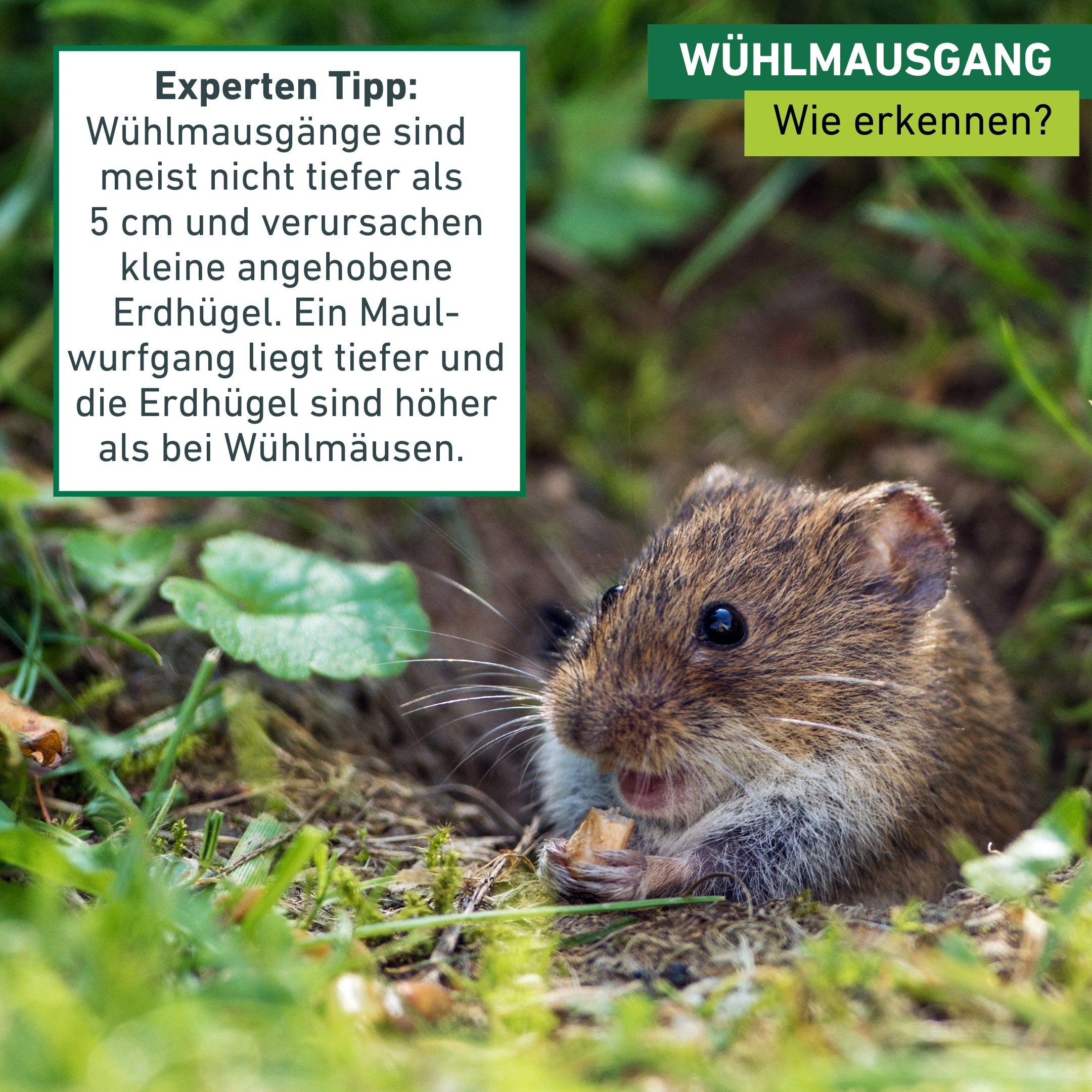 Windhager Lebendfalle »für Wühlmausgänge, Zangen-Wühlmausfalle« Schnappfalle wiederverwendbar, verzinkt, silber
