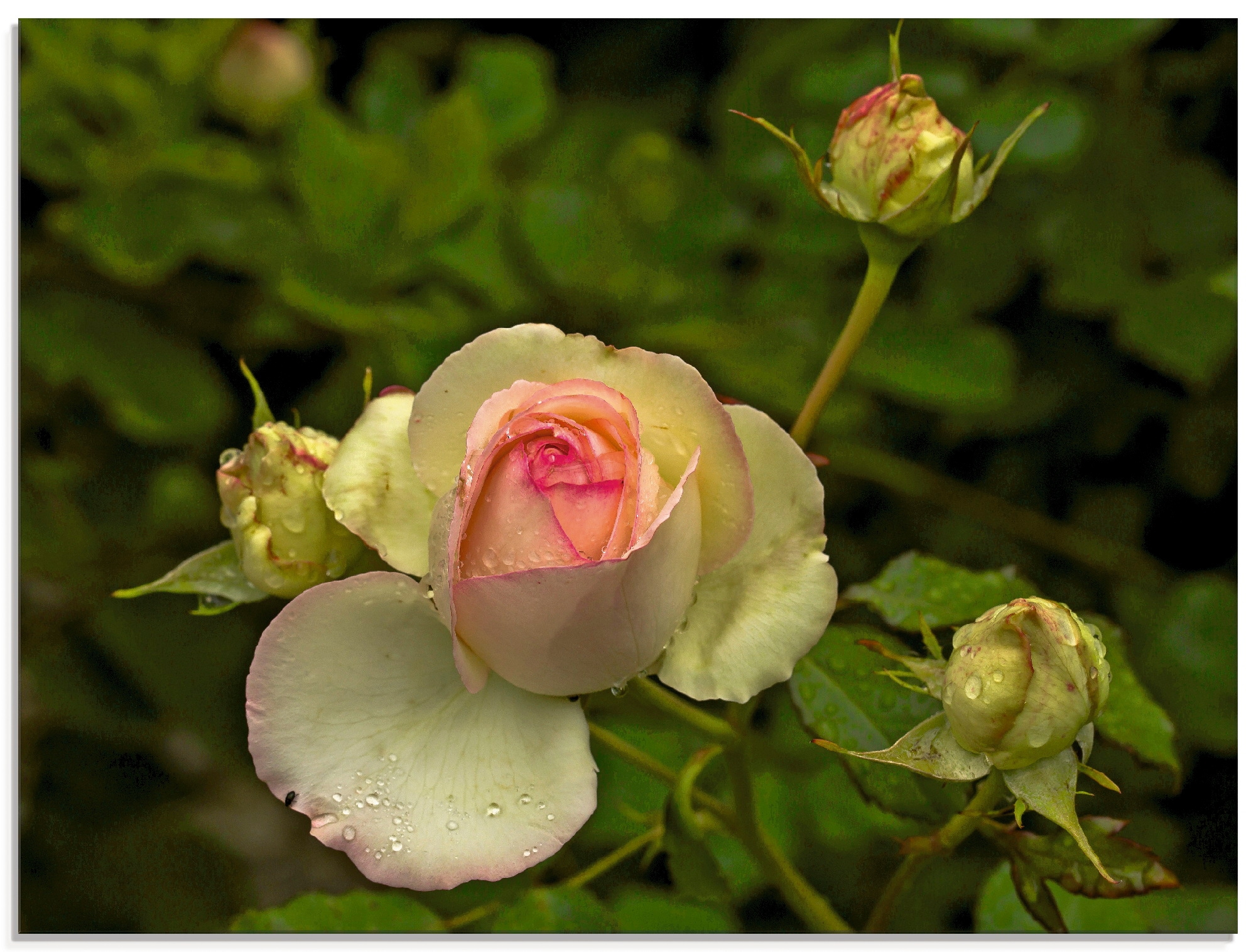 Artland Glasbild »Rosa Rose«, Blumen, (1 St.), in verschiedenen Größen