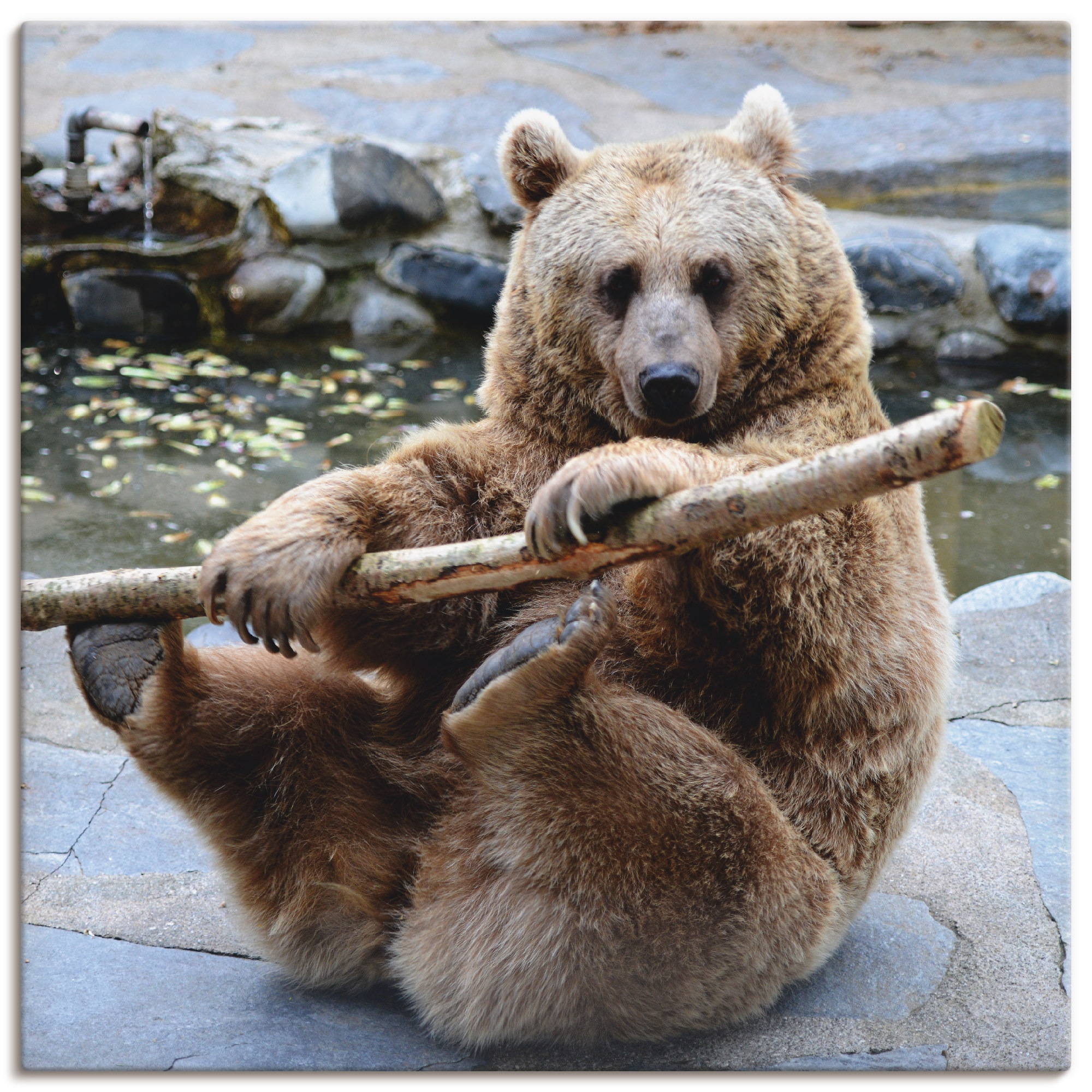 Artland Leinwandbild "Bär II", Wildtiere, (1 St.), auf Keilrahmen gespannt