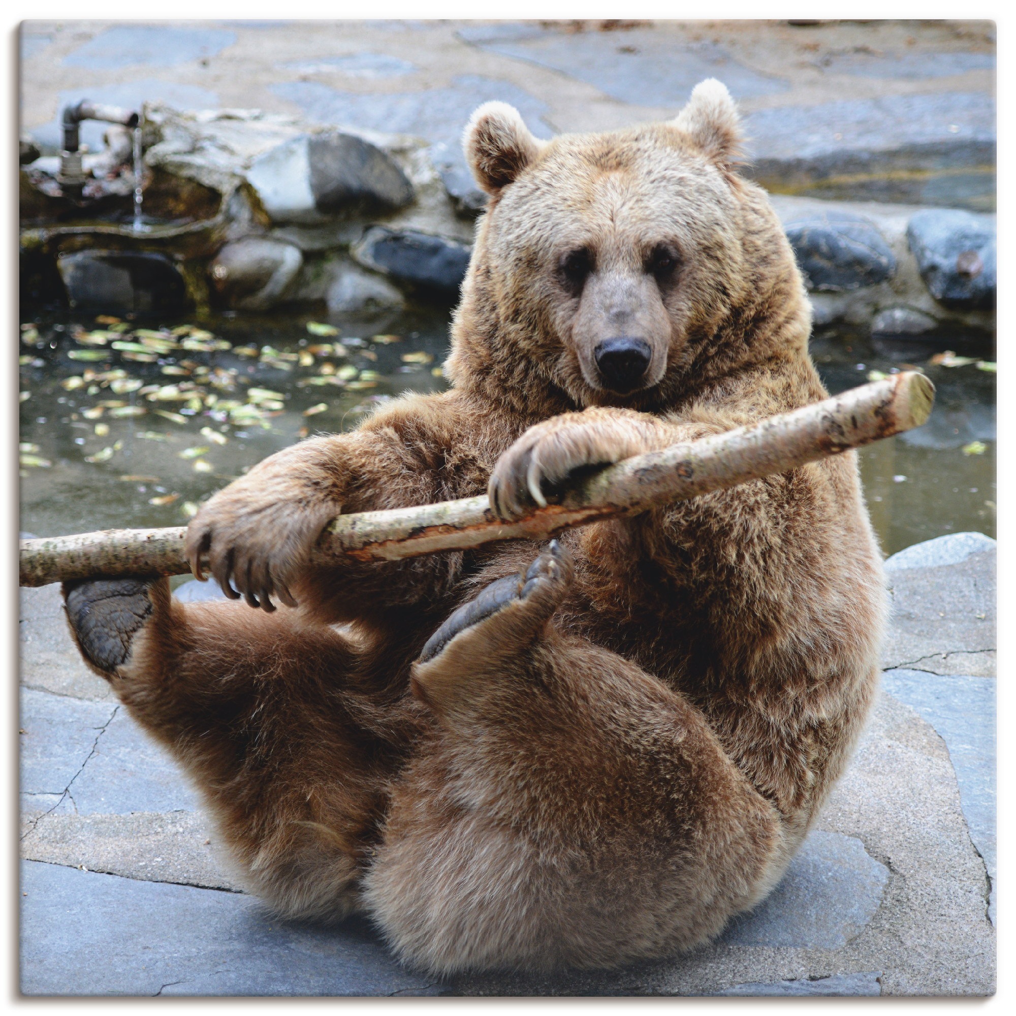 Artland Leinwandbild "Bär II" Wildtiere 1 Stk. tlg. auf Holzrahmen gespannt