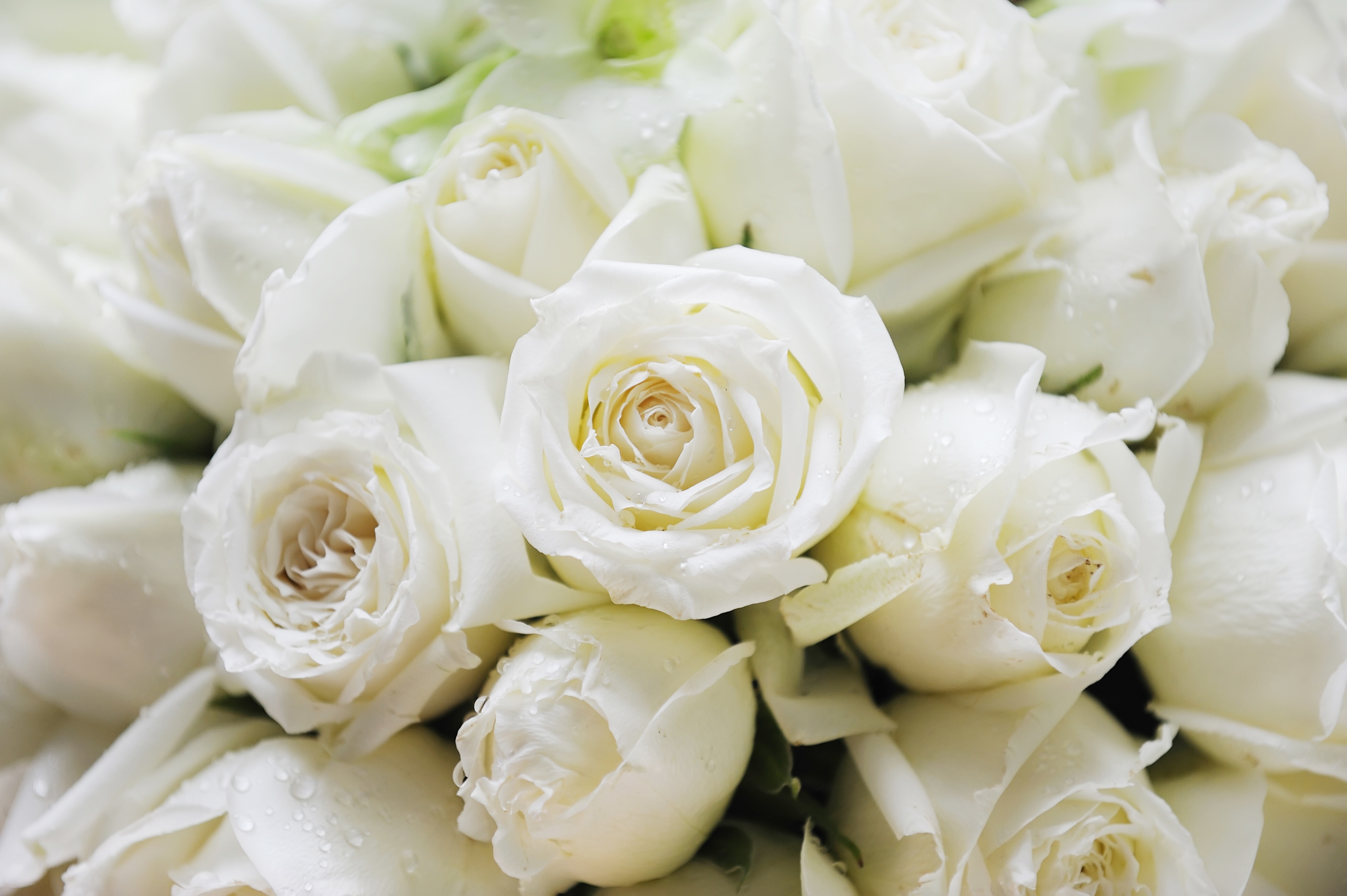 Papermoon Fototapete "White Roses" glatt