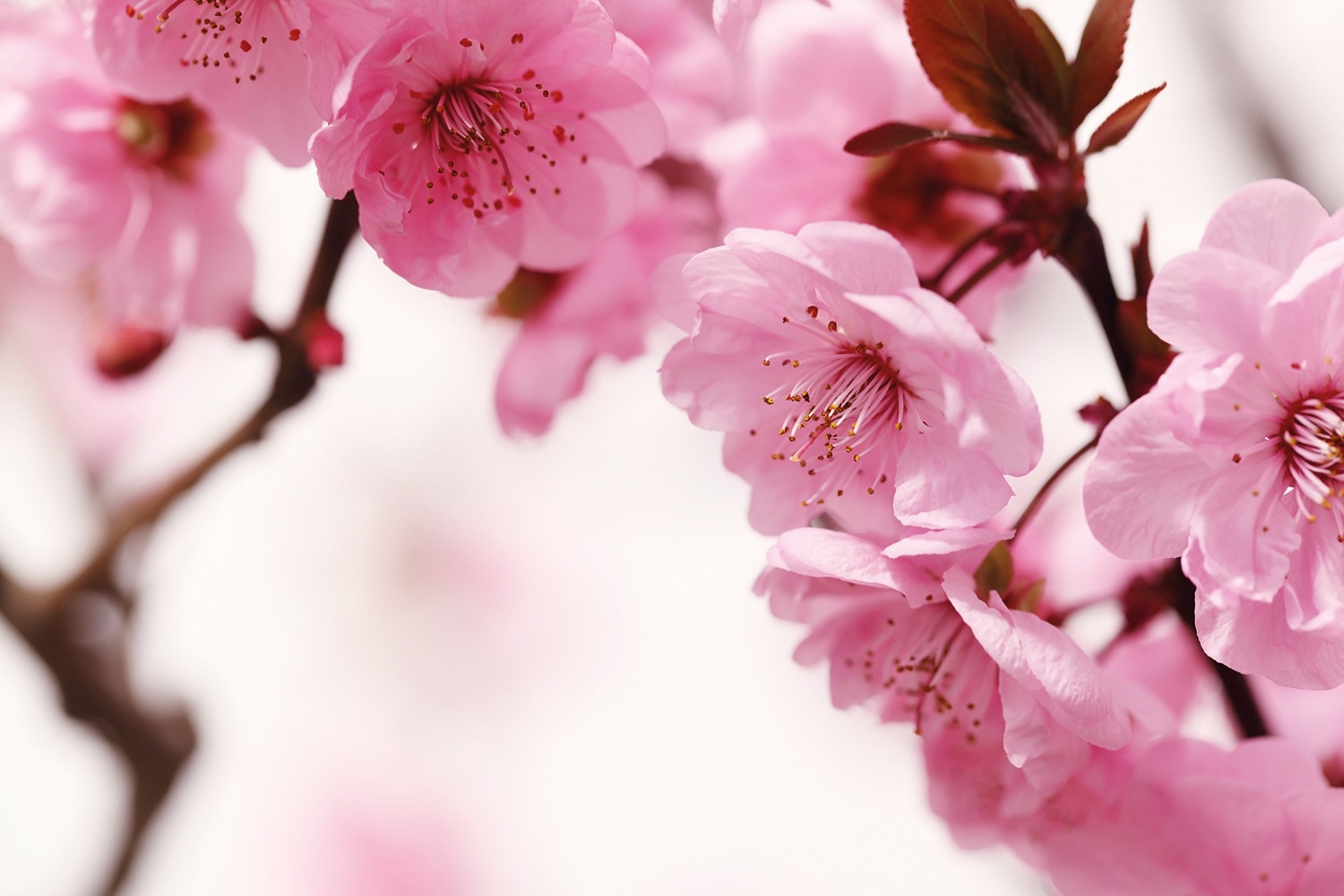 Papermoon Fototapete "Peach Blossom" glatt
