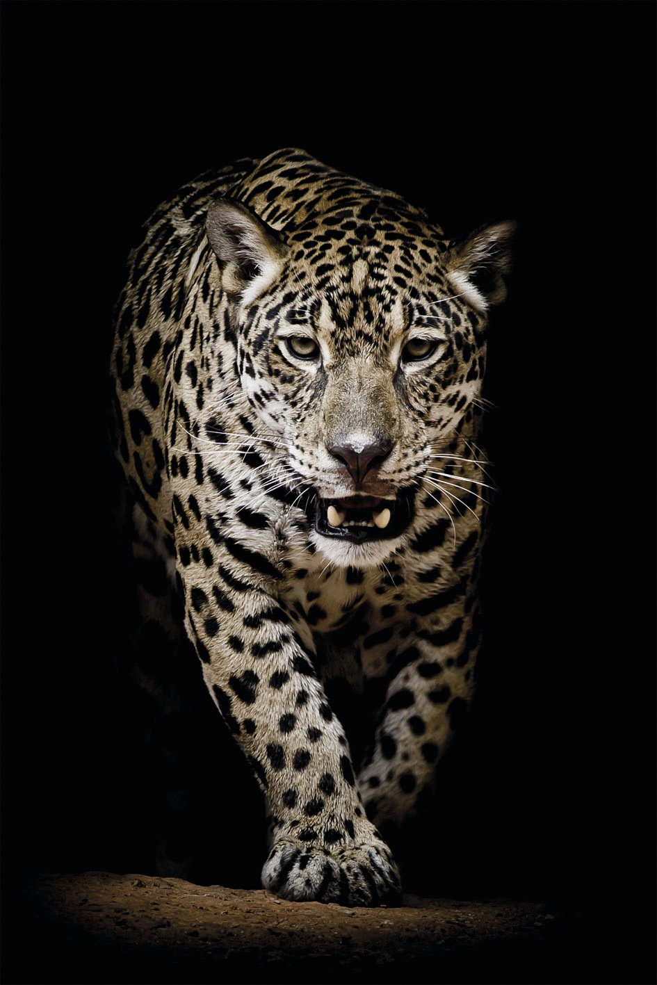 Raubtier«, (1 Leinwandbild BAUR Black Kräftig Bönninghoff - Friday »Leopard St.) |