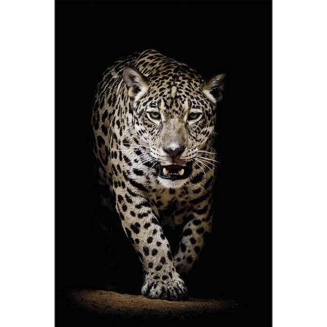 Black Friday Bönninghoff Leinwandbild »Leopard Kräftig - Raubtier«, (1 St.)  | BAUR | Poster