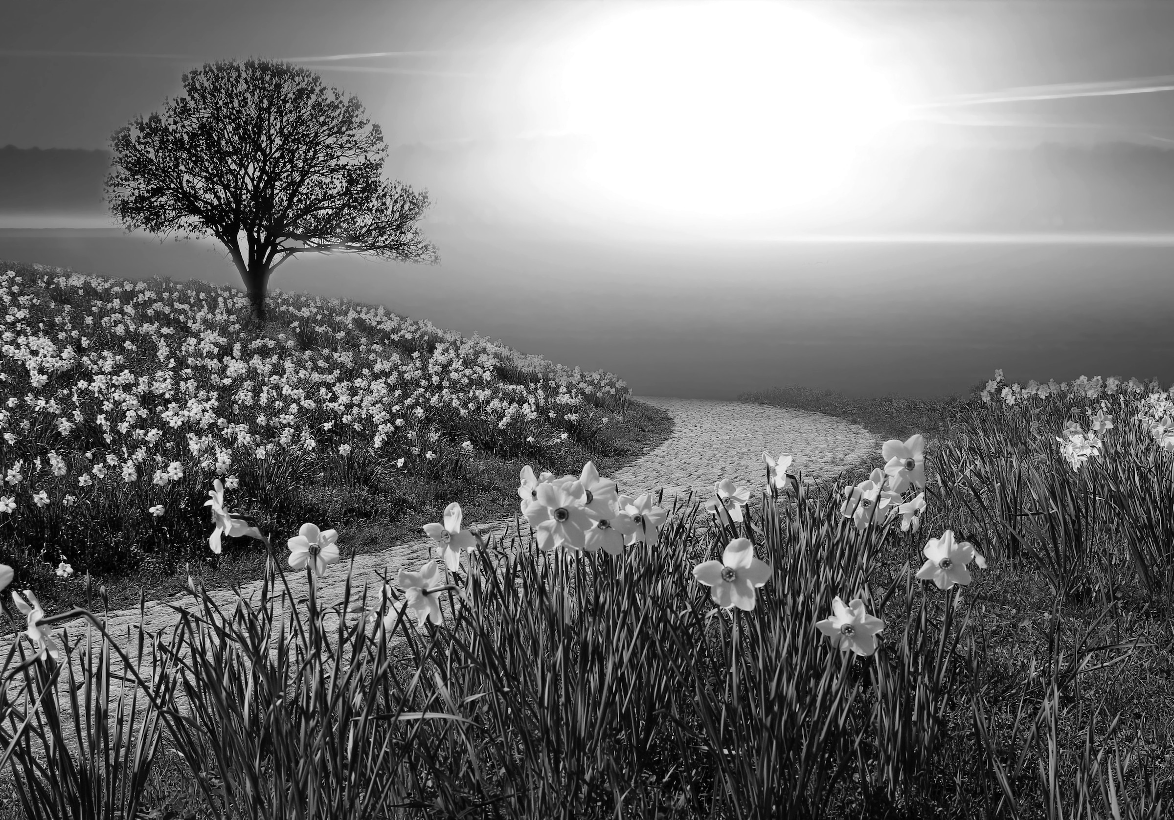 Papermoon Fototapete "Landschaft Schwarz & Weiß"