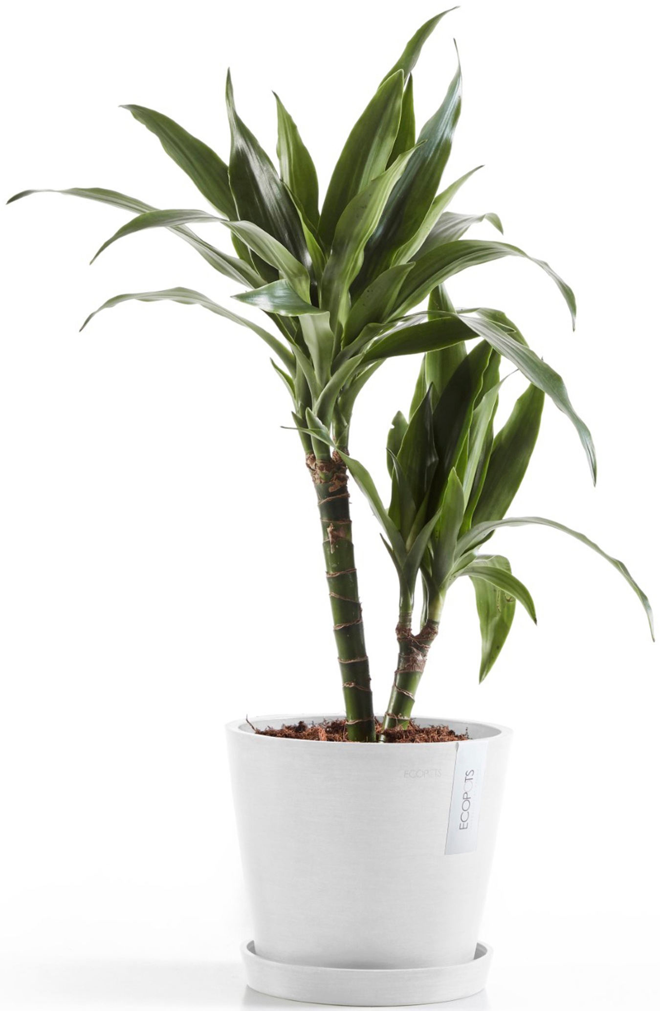 ECOPOTS Blumentopf »Amsterdam 20 Weiß«, für innen und außen: frostsicher, bruchsicher und lichtbeständig