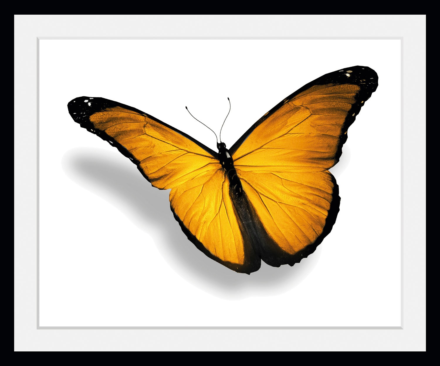 queence Bild "Maria 2.0" Insekten Kunst Schmetterlinge 1 Stk. tlg. HD Premium Poster-Druck inkl. Holzrahmen