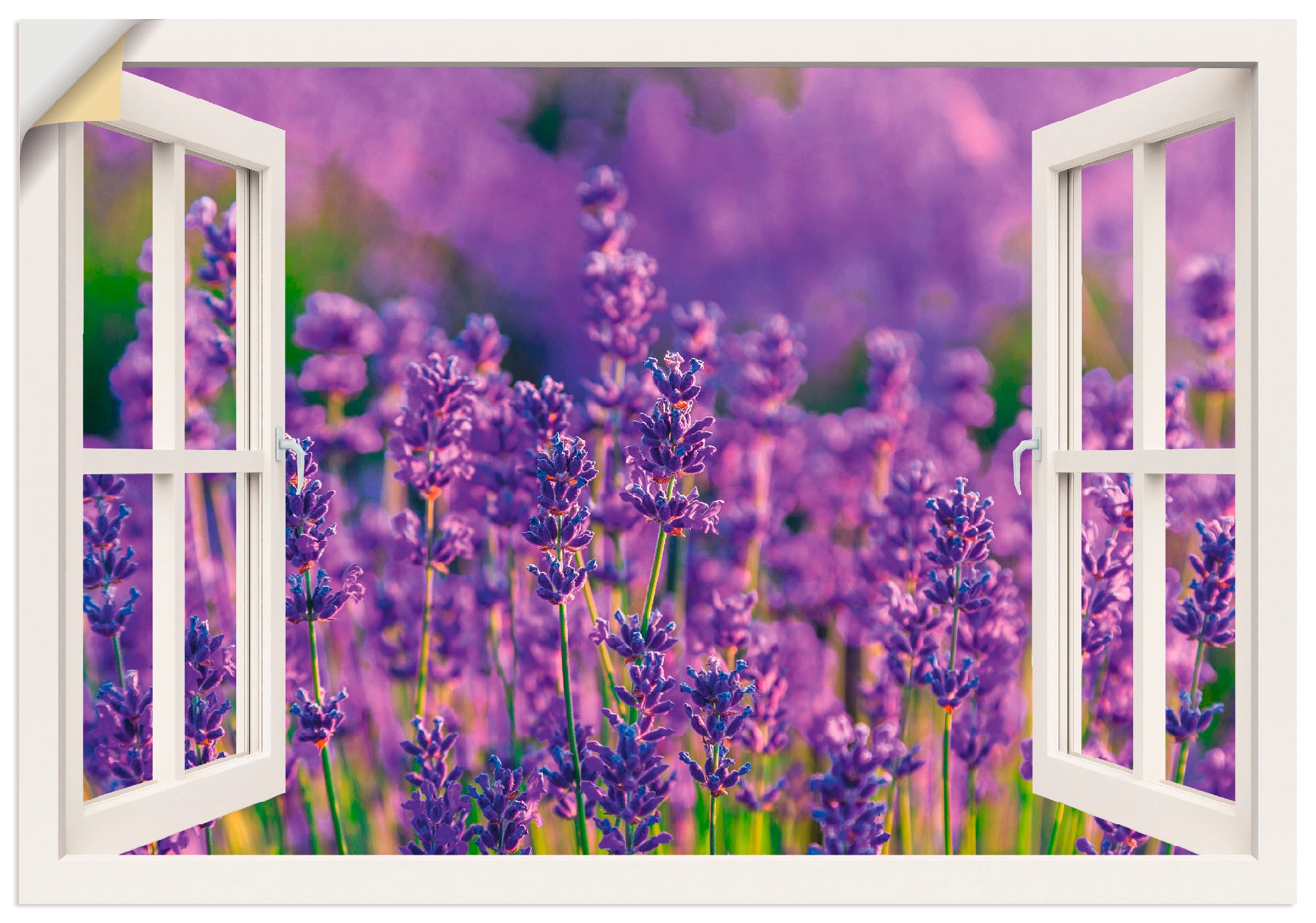 Artland Wandbild "Fensterblick Lavendelfeld in Tihany", Blumenwiese, (1 St. günstig online kaufen