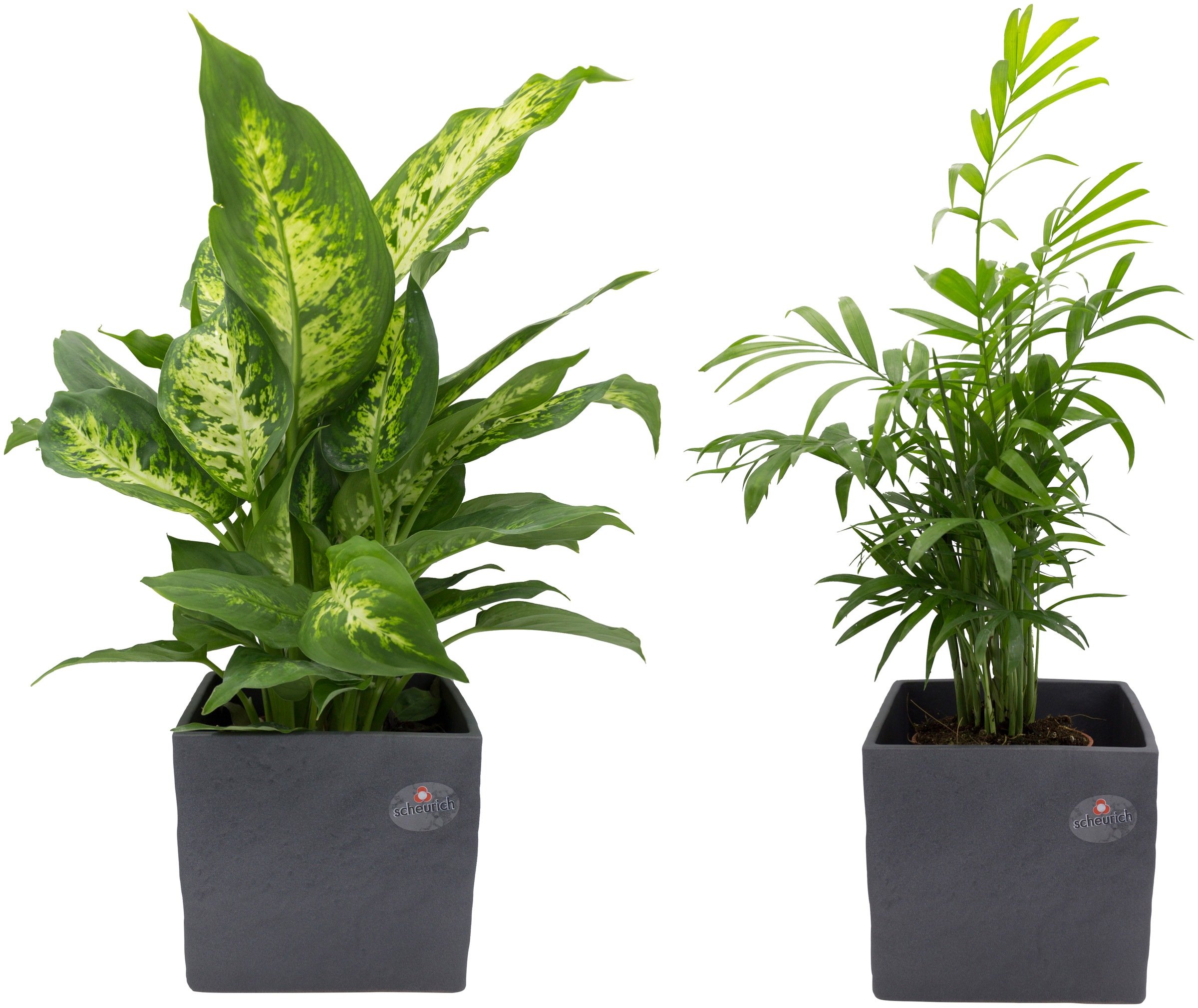 Dominik Zimmerpflanze »Palmen-Set«, (2 St.), Höhe: 30 cm, 2 Pflanzen in Dekotöpfen kaufen