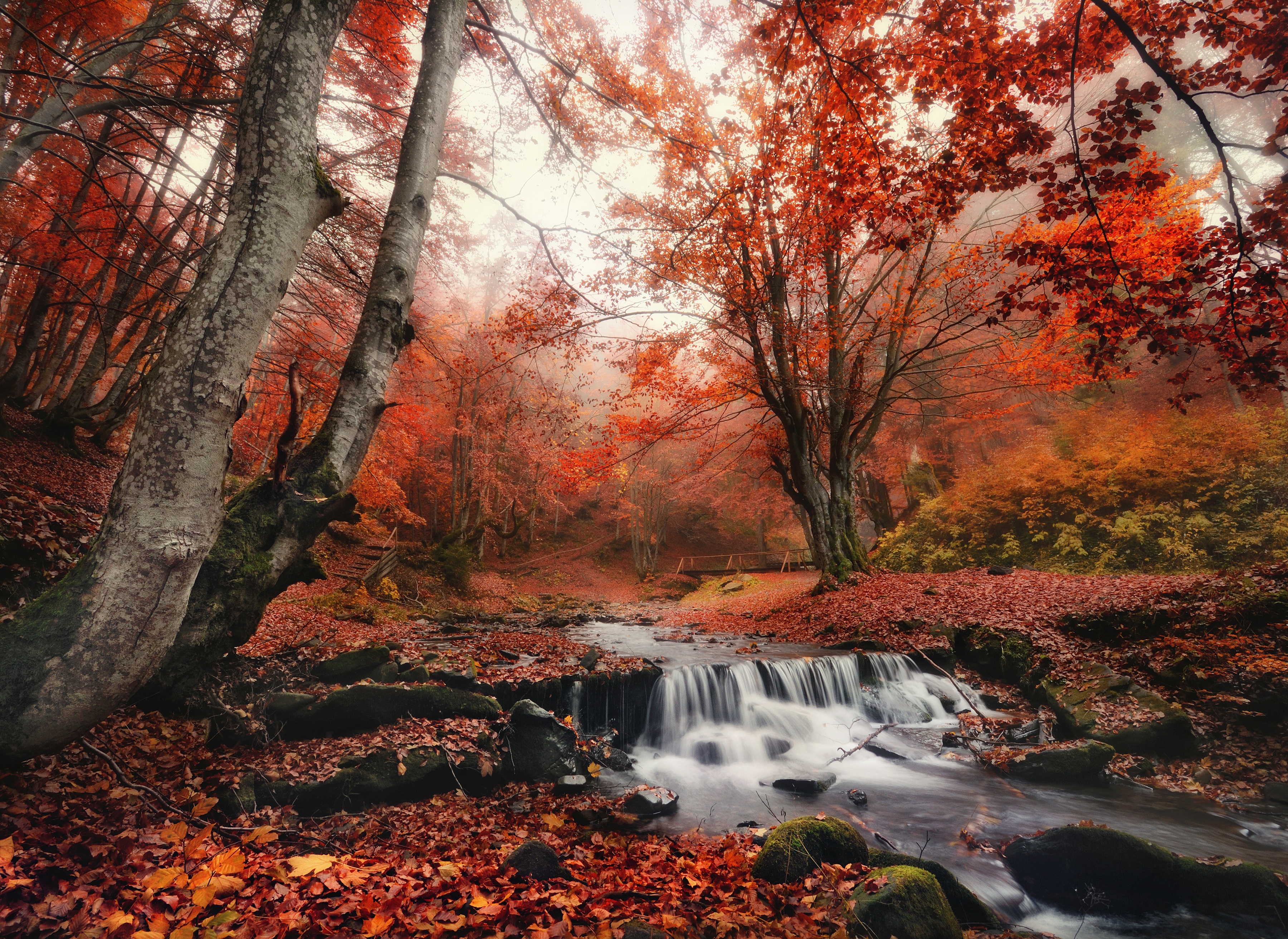 Papermoon Fototapete "Foggy Forest Creek" glatt