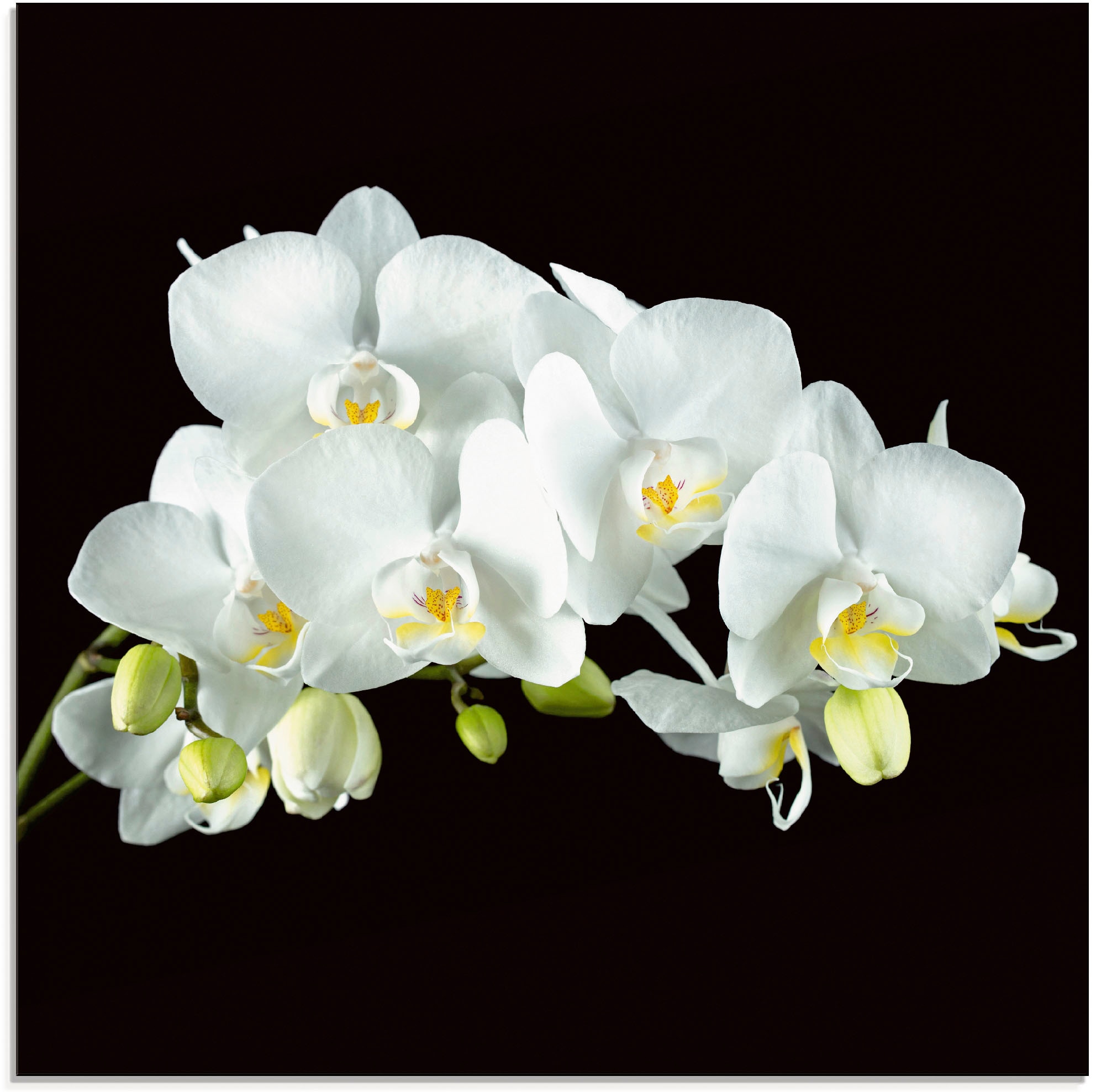 Artland Glasbild "Weiße Orchidee auf schwarzem Hintergrund" 1 Stk. tlg. in günstig online kaufen