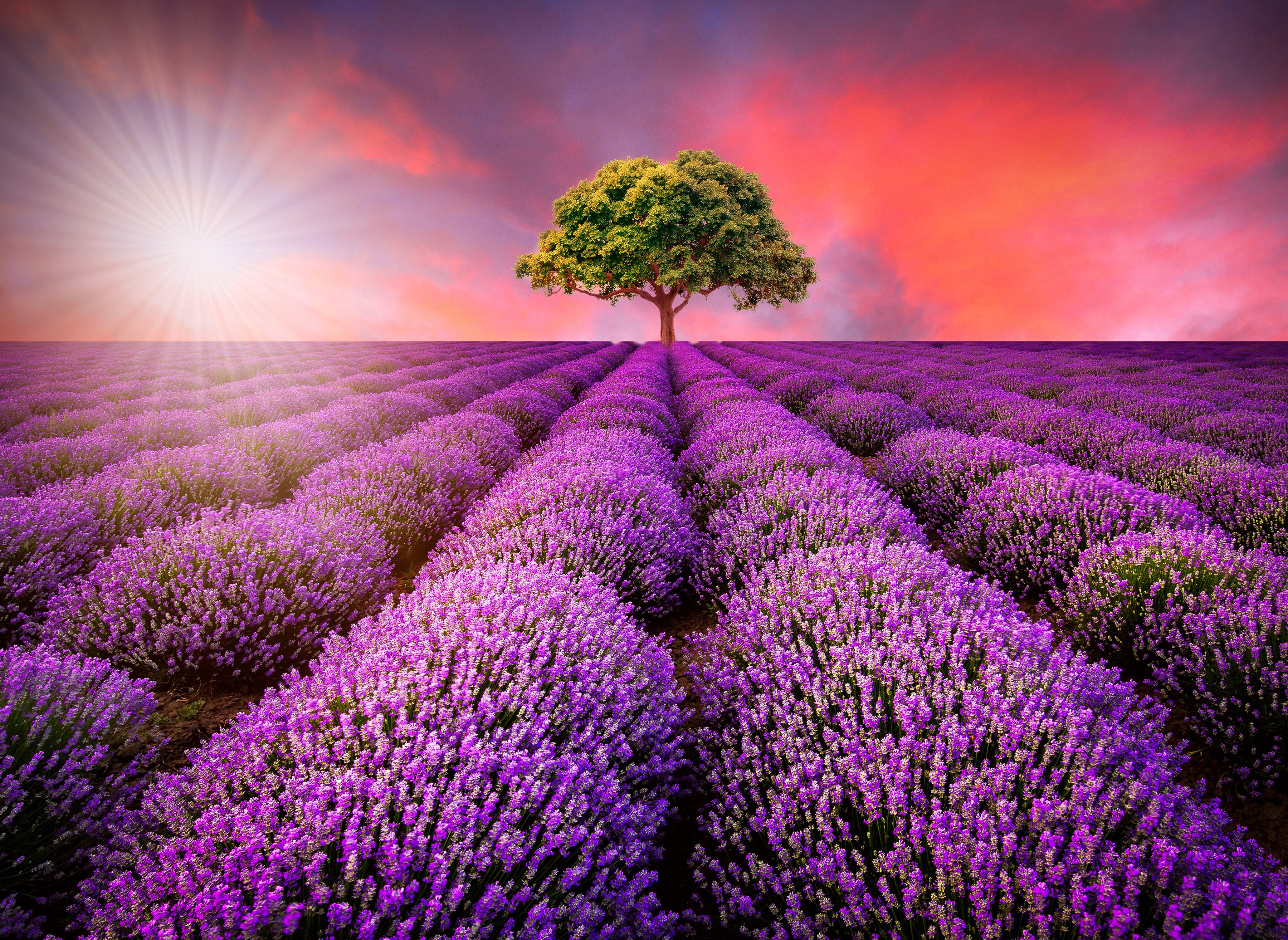 Papermoon Fototapete "Lavendel Field in Sunburst" glatt