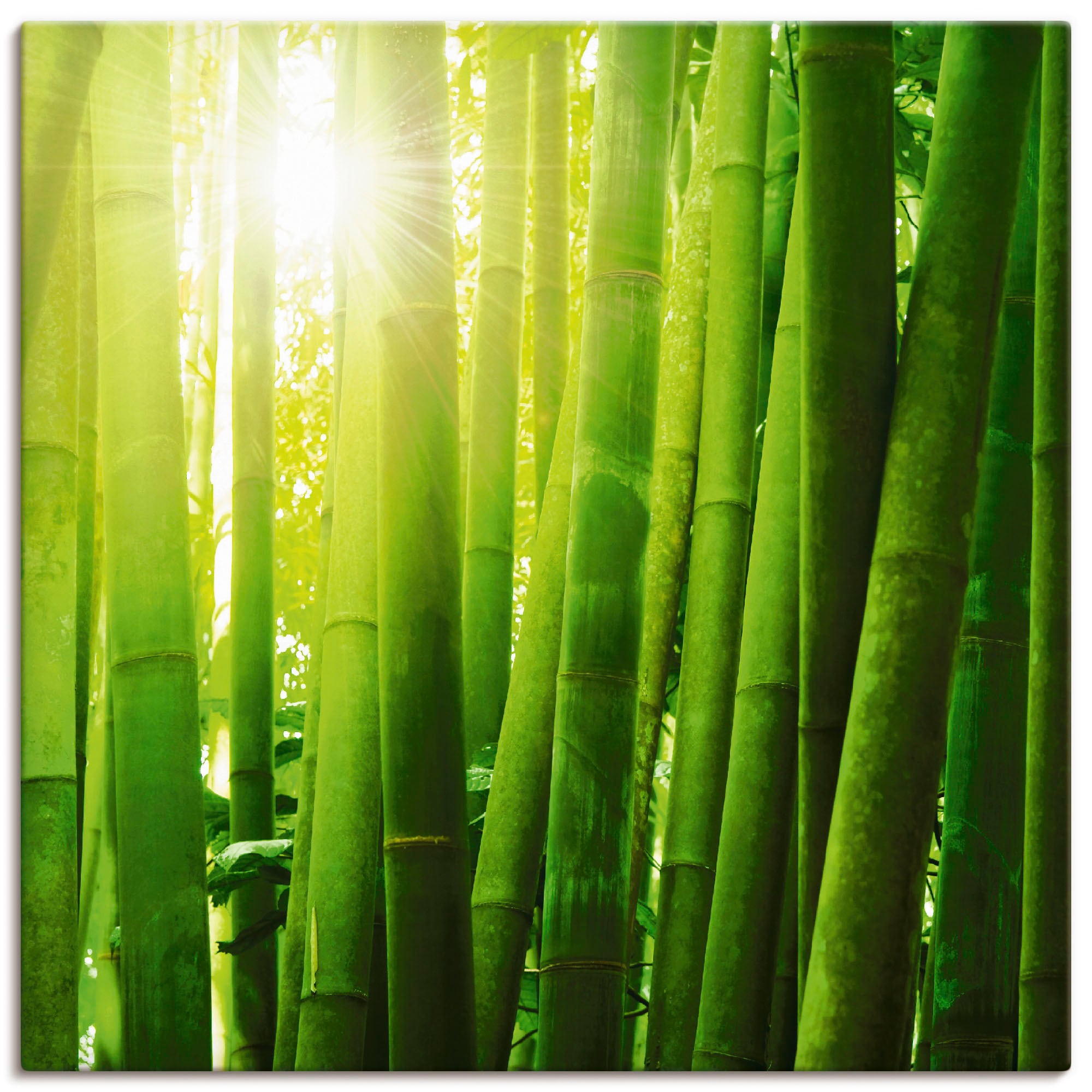Artland Leinwandbild »Asiatischer Bambuswald im Morgenlicht«, Gräser, (1 St.), auf Keilrahmen gespannt