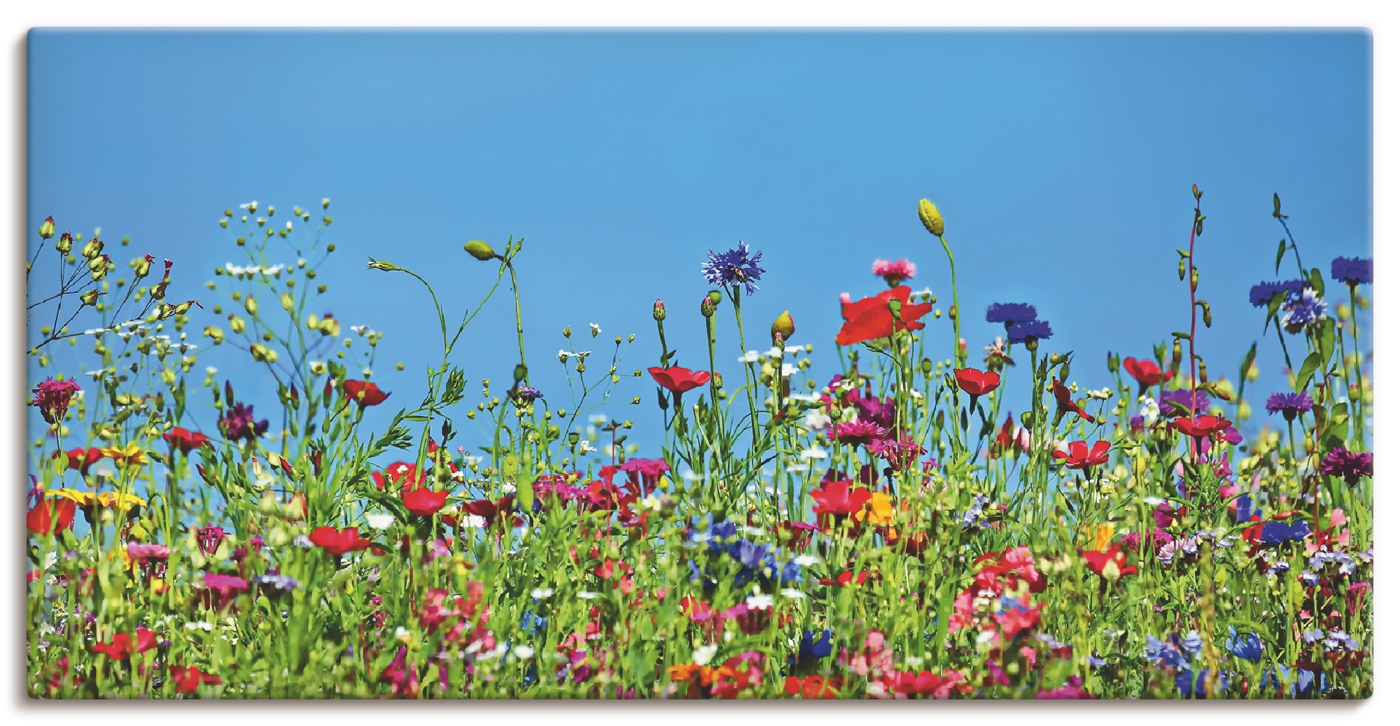 Artland Wandbild "Blumenwiese II" Blumenwiese 1 Stk. tlg. als Leinwandbild, günstig online kaufen