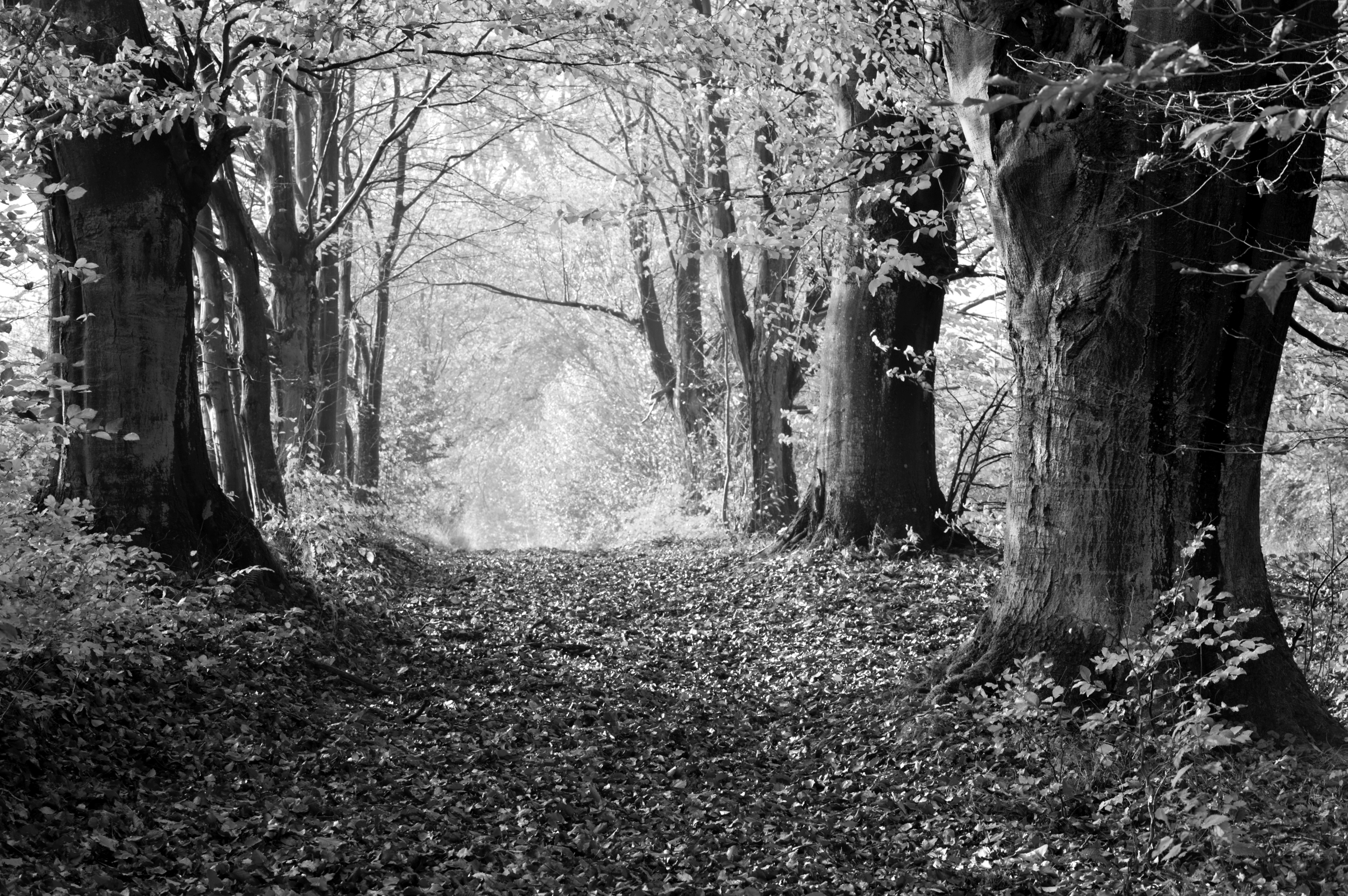 Papermoon Fototapete "Wald Schwarz & Weiß"