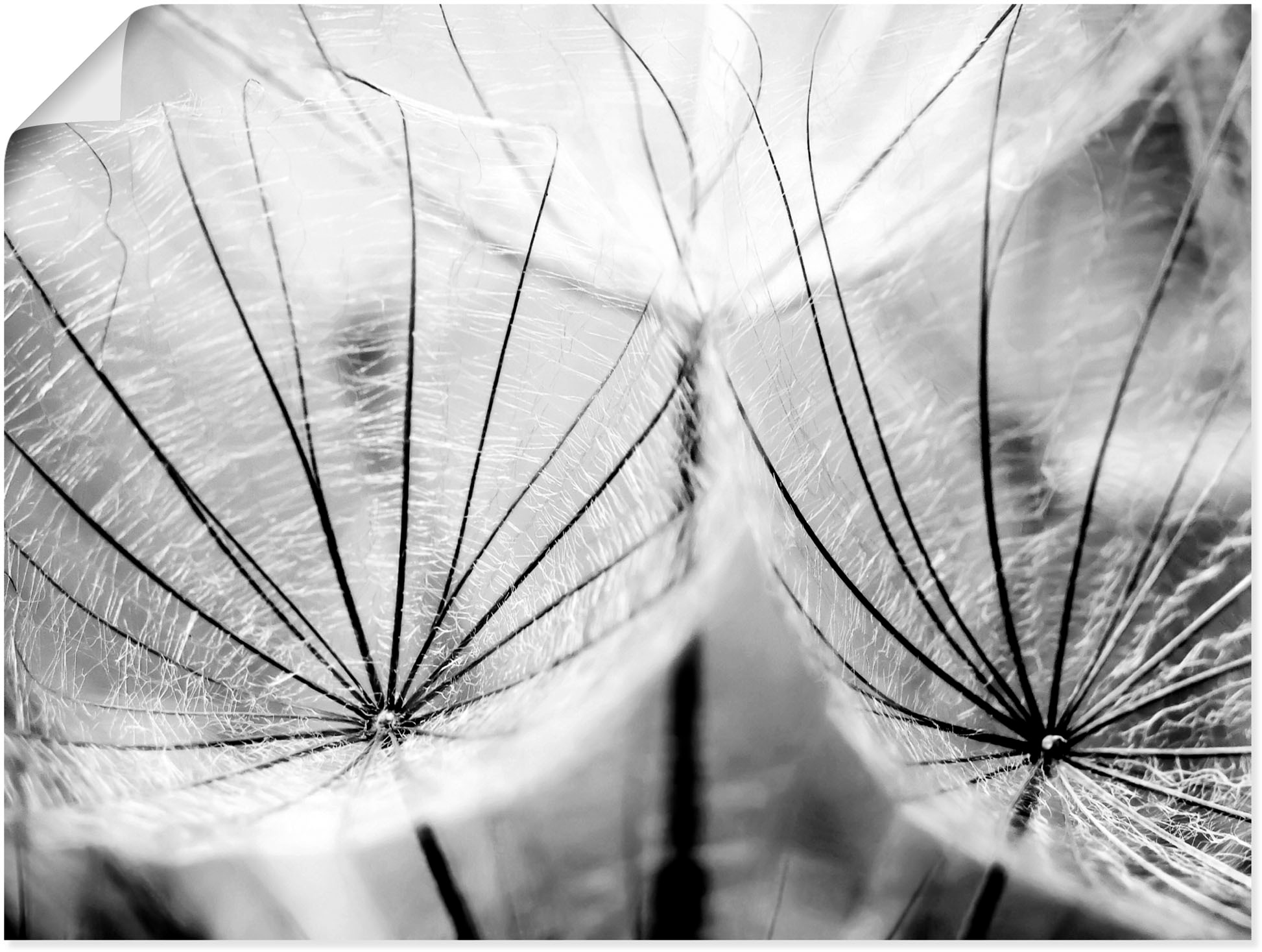 Artland Wandbild »Pusteblume in schwarzweiß« Blumen 1 Stk. tlg. als Leinwandbild, Poster in verschied. Größen