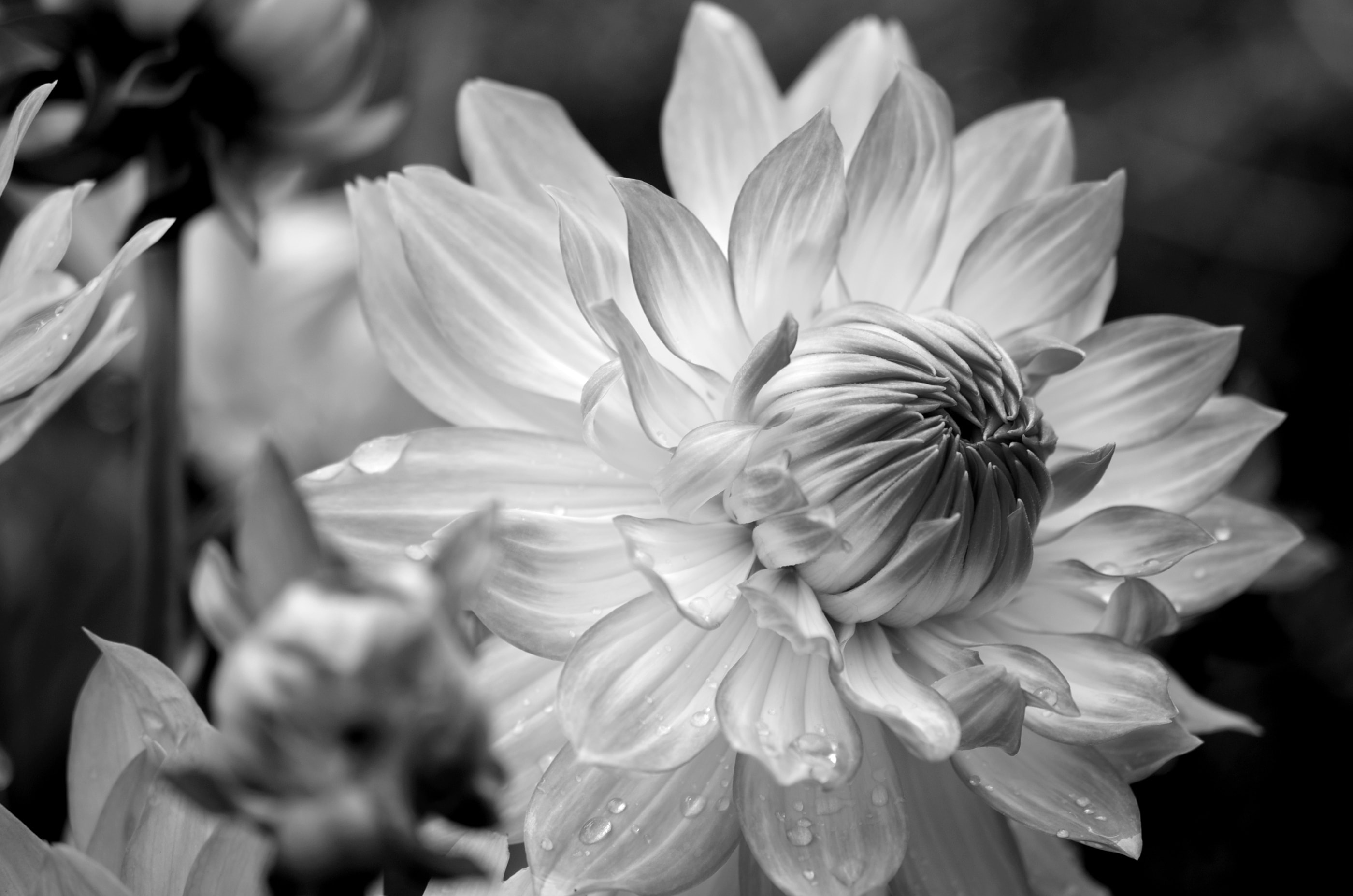 Papermoon Fototapete "Blume Schwarz & Weiß"