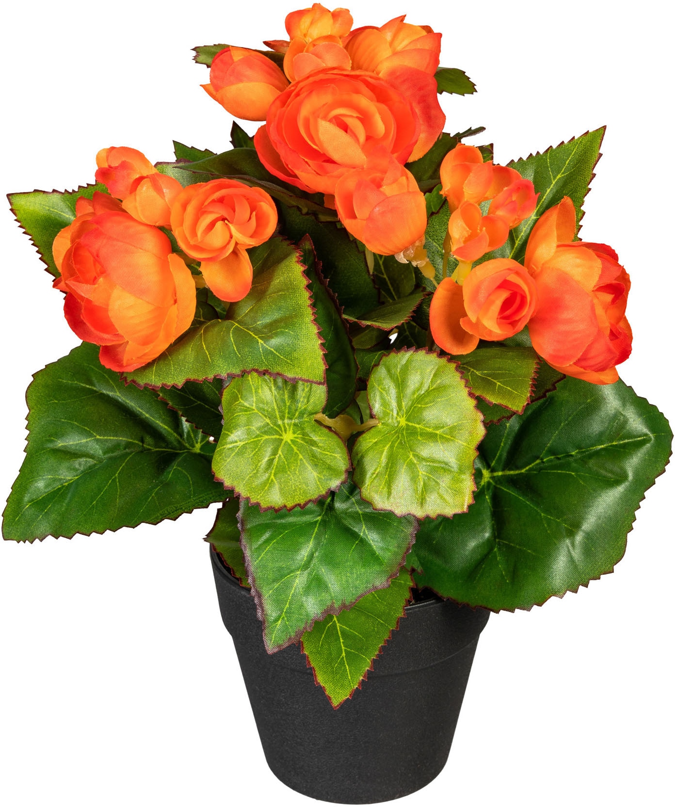 DELAVITA »Eleonore« im Topf, 2er Set