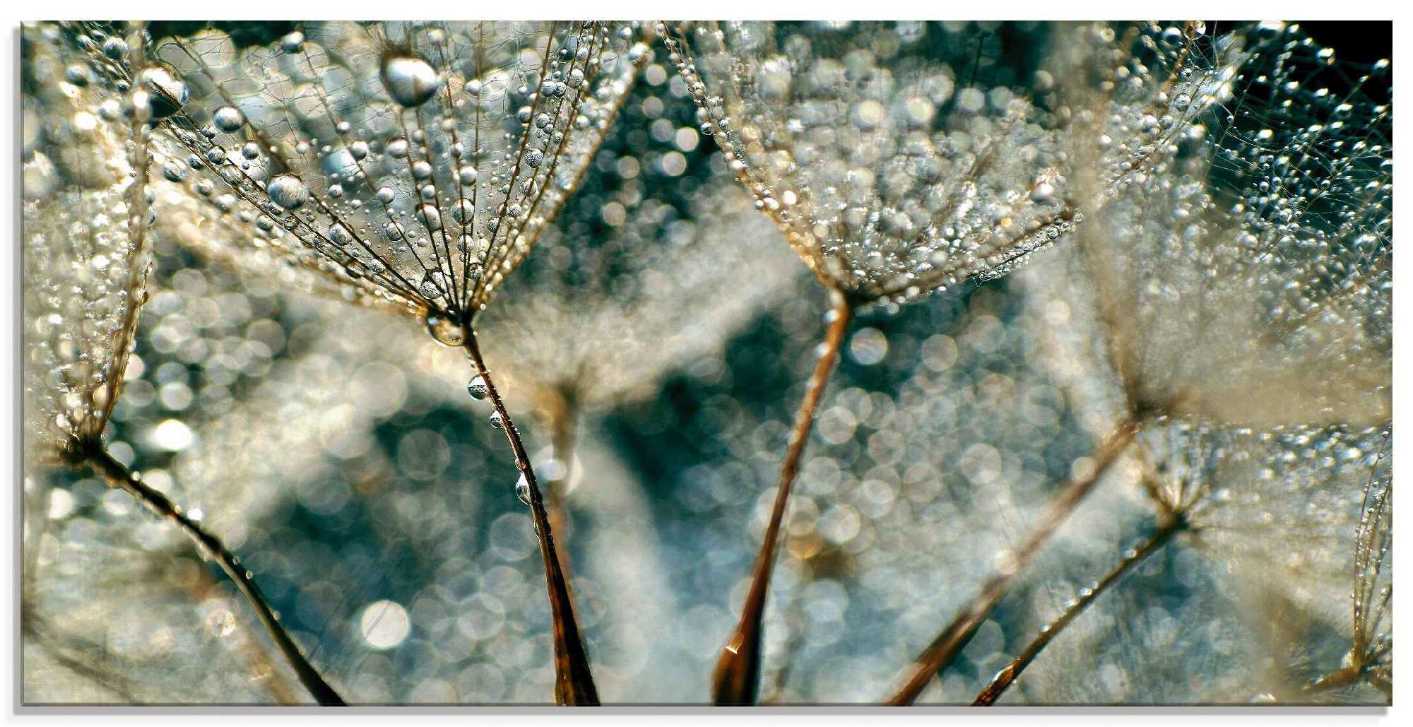 Artland Glasbild "Pusteblume Regenschauer", Blumen, (1 St.), in verschiedenen Größen